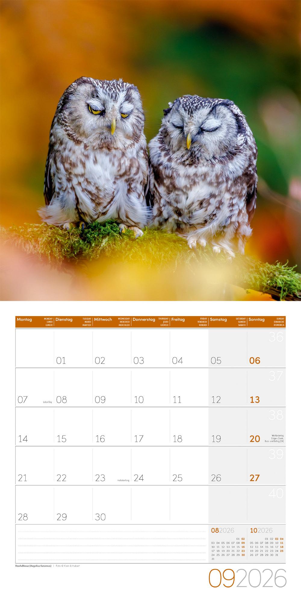 Beispielinhalt (Bild) Eulen Broschürenkalender 2026 - 30x30 - Art12