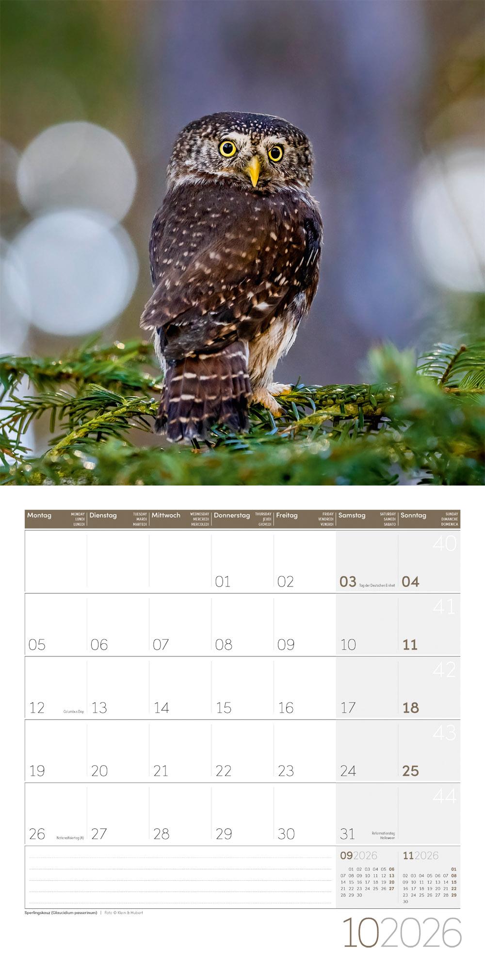 Beispielinhalt (Bild) Eulen Broschürenkalender 2026 - 30x30 - Art12