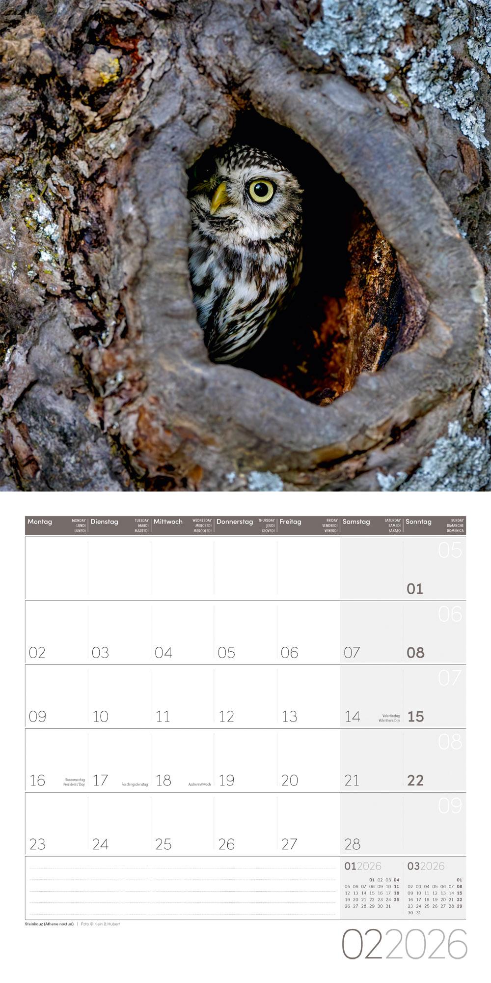 Beispielinhalt (Bild) Eulen Broschürenkalender 2026 - 30x30 - Art12