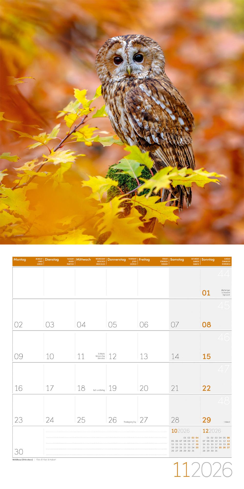 Beispielinhalt (Bild) Eulen Broschürenkalender 2026 - 30x30 - Art12