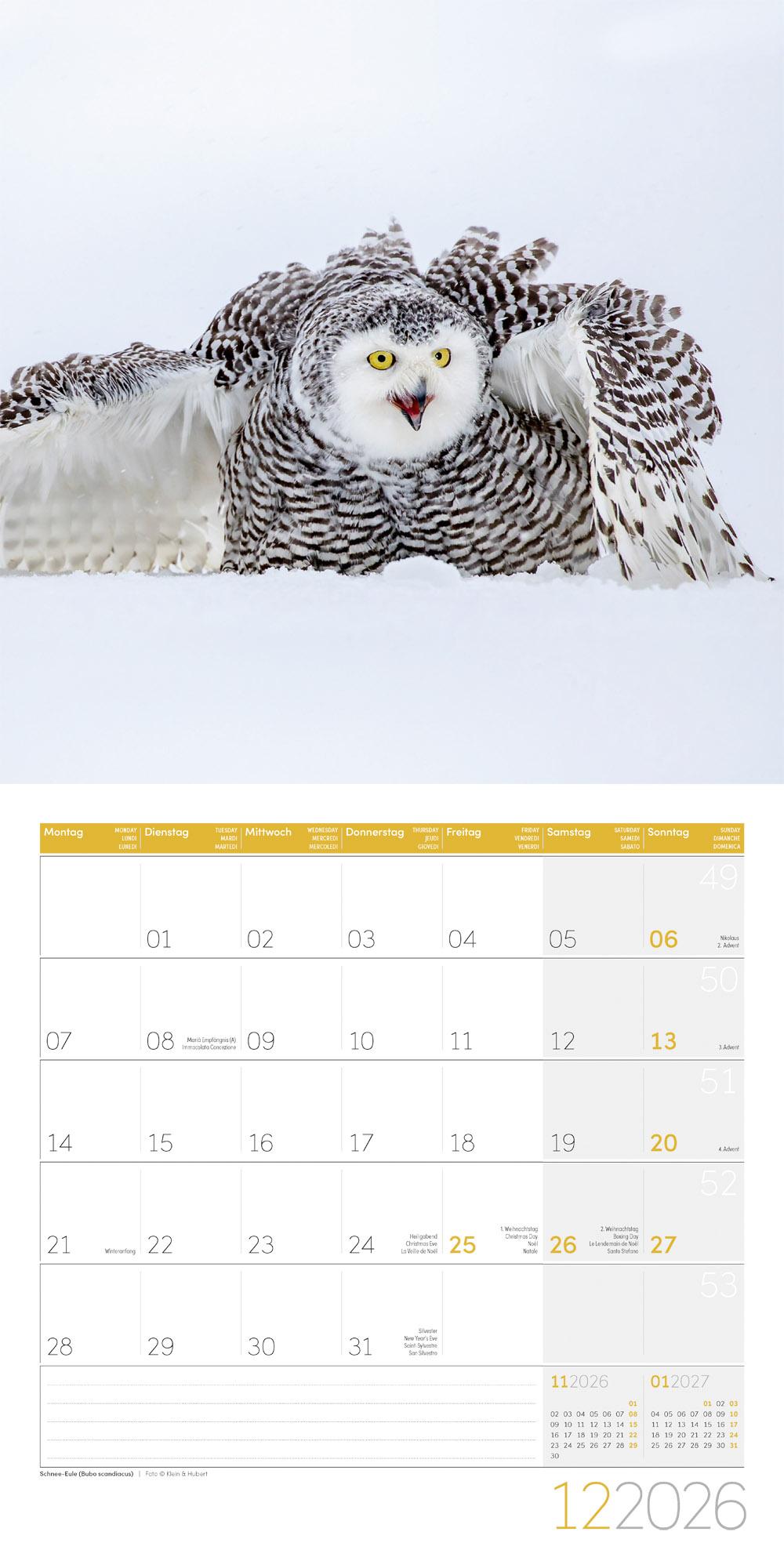 Beispielinhalt (Bild) Eulen Broschürenkalender 2026 - 30x30 - Art12