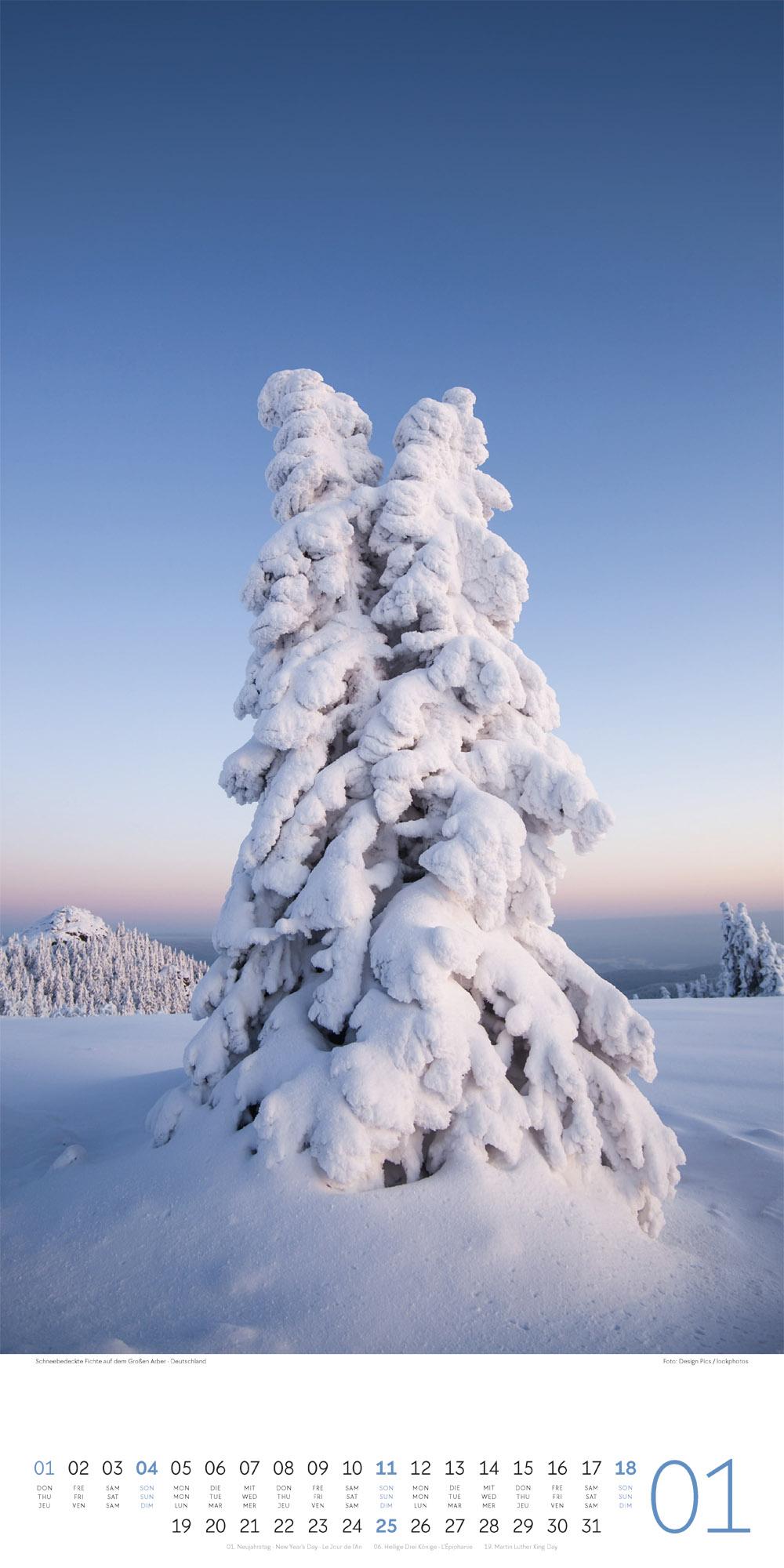Beispielinhalt (Bild) Bäume Kalender 2026
