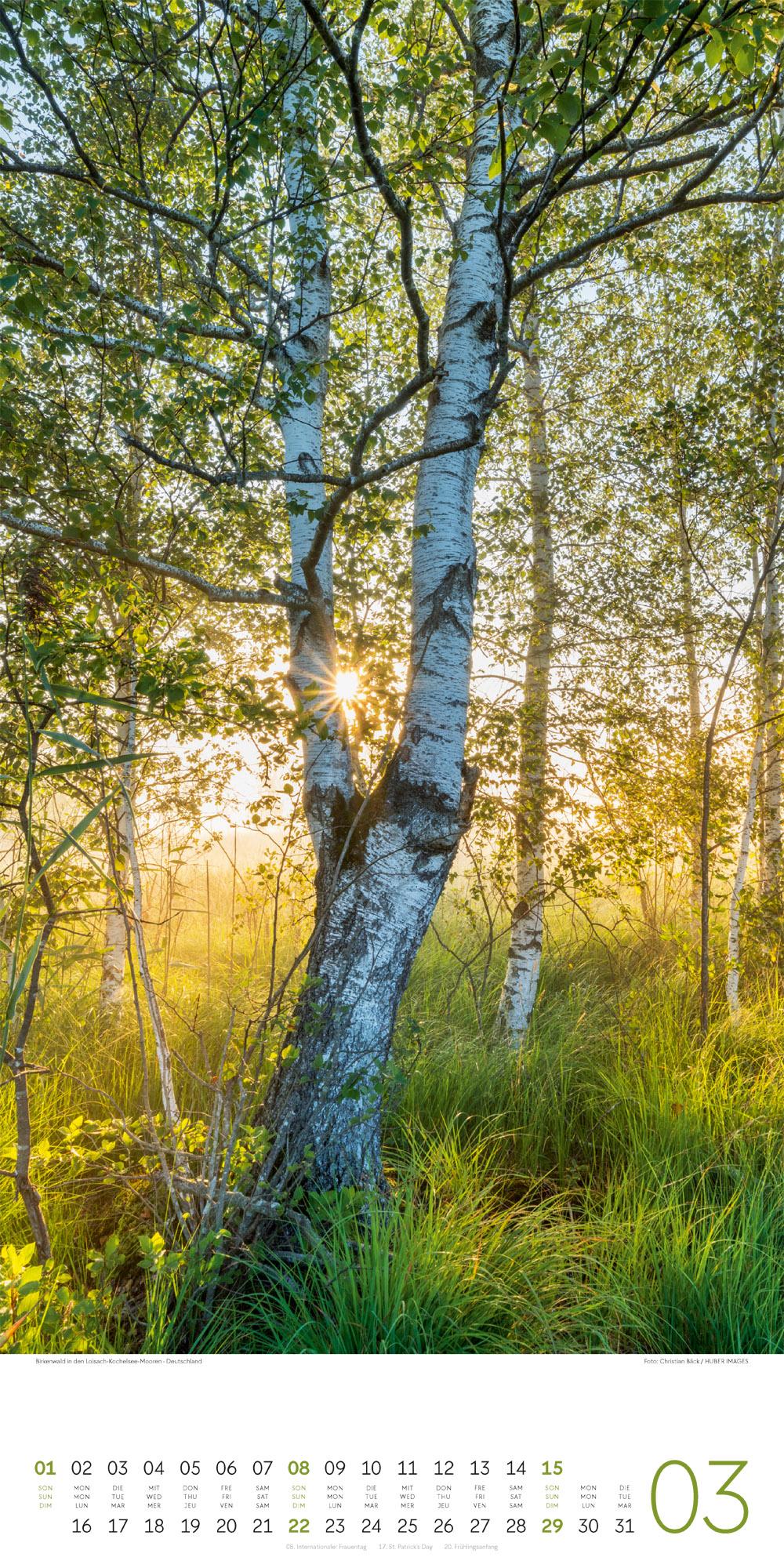 Beispielinhalt (Bild) Bäume Kalender 2026