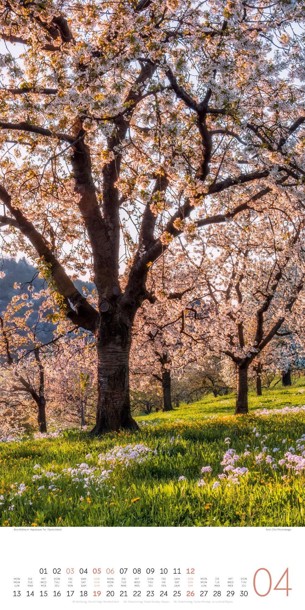 Beispielinhalt (Bild) Bäume Kalender 2026