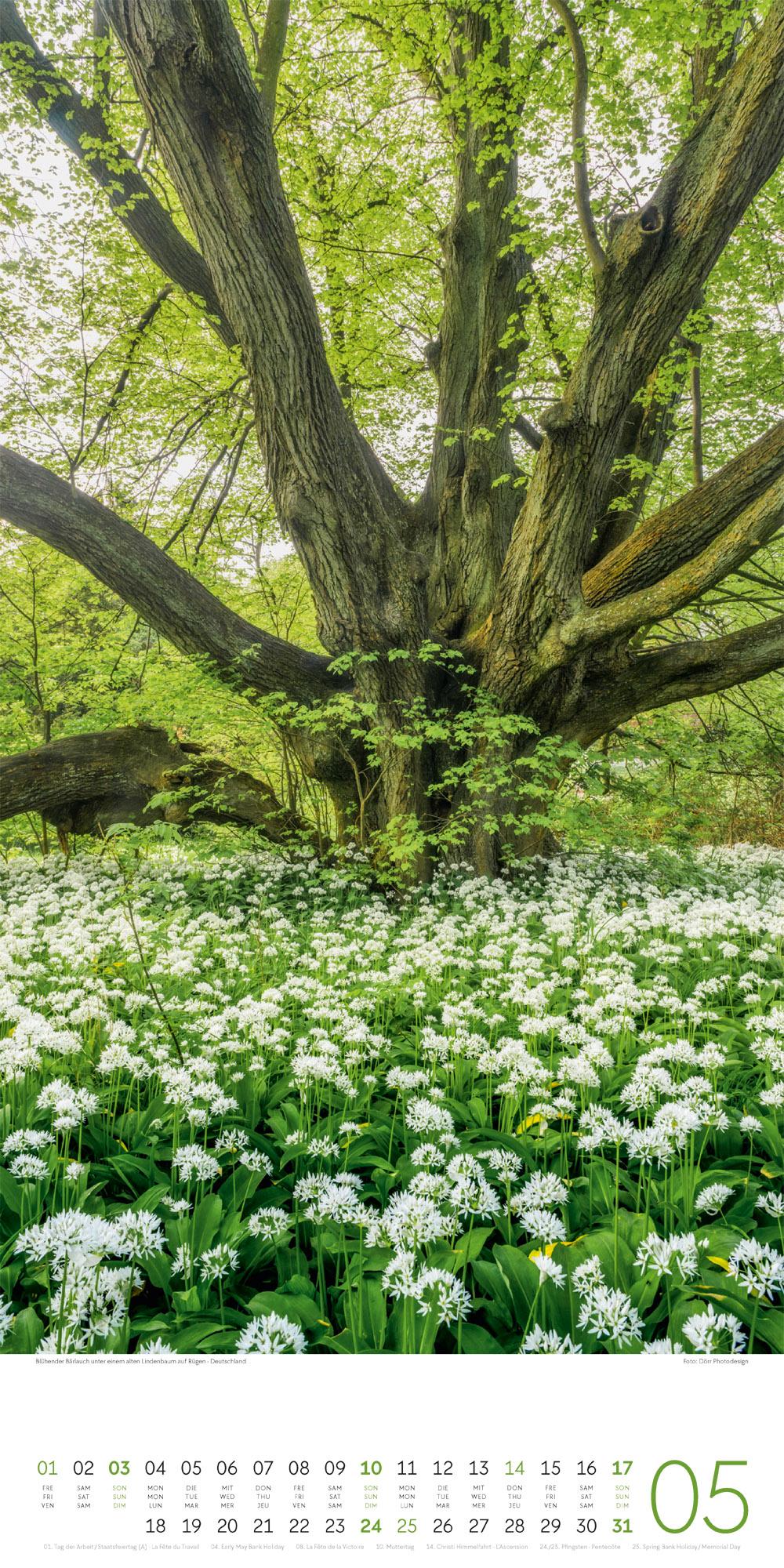 Beispielinhalt (Bild) Bäume Kalender 2026