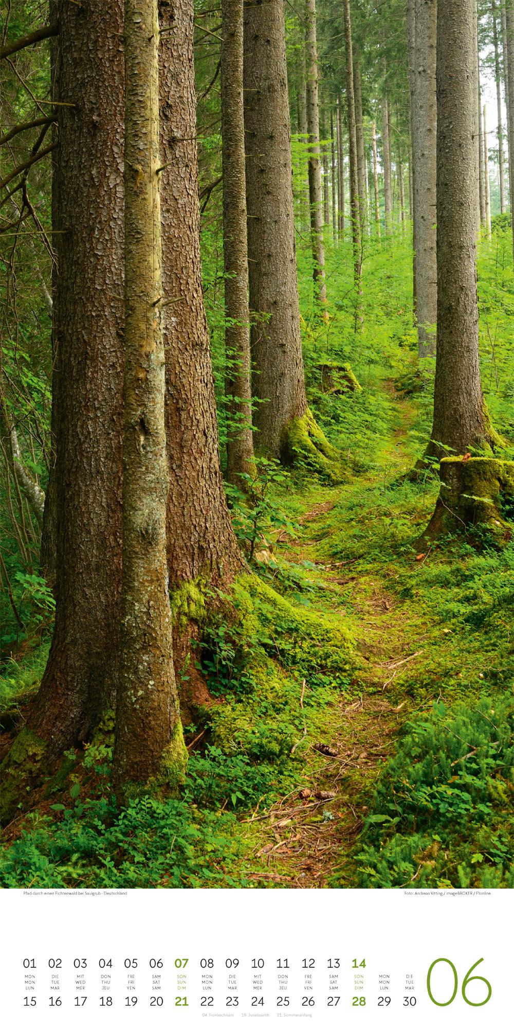 Beispielinhalt (Bild) Bäume Kalender 2026