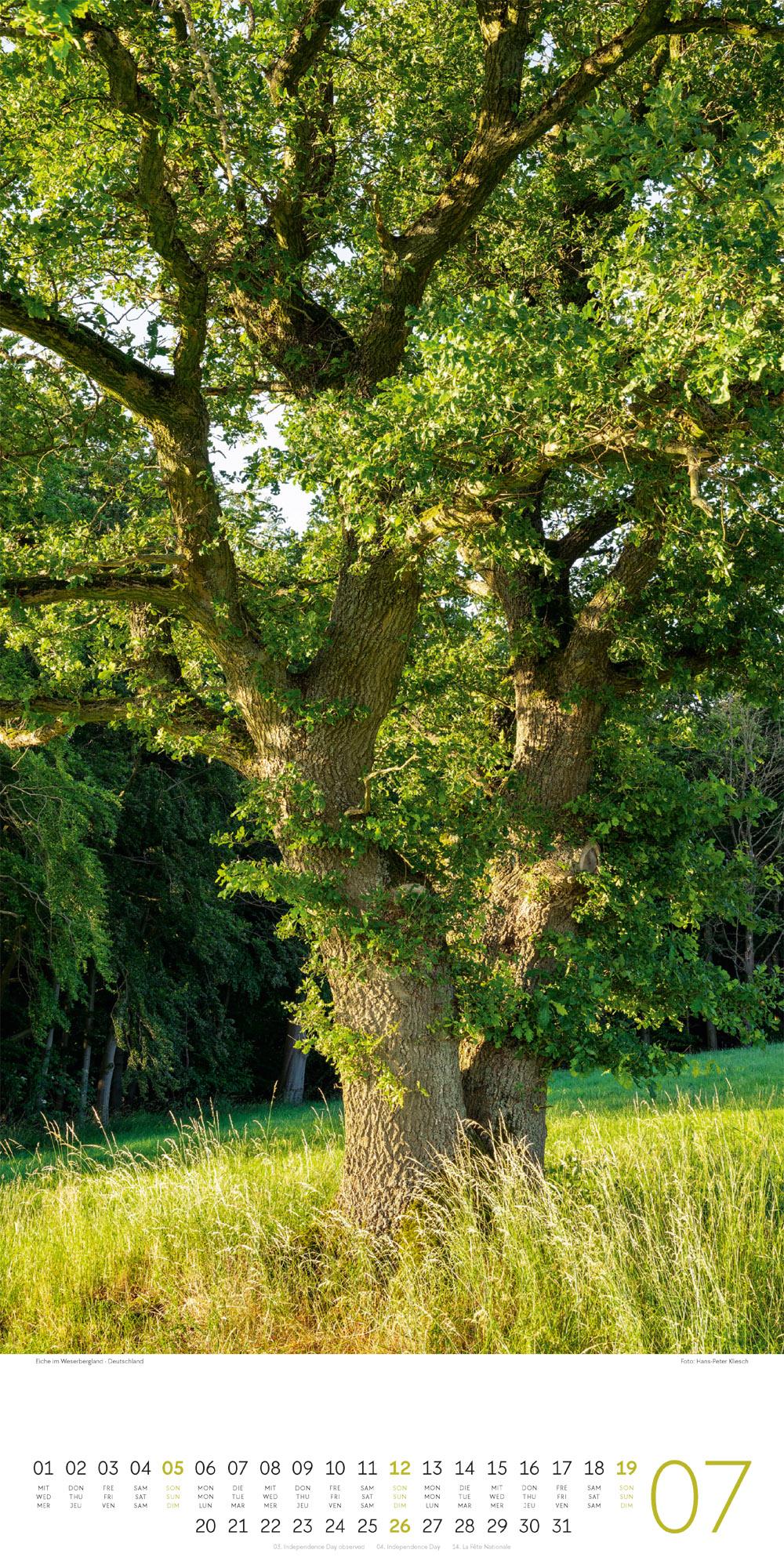 Beispielinhalt (Bild) Bäume Kalender 2026