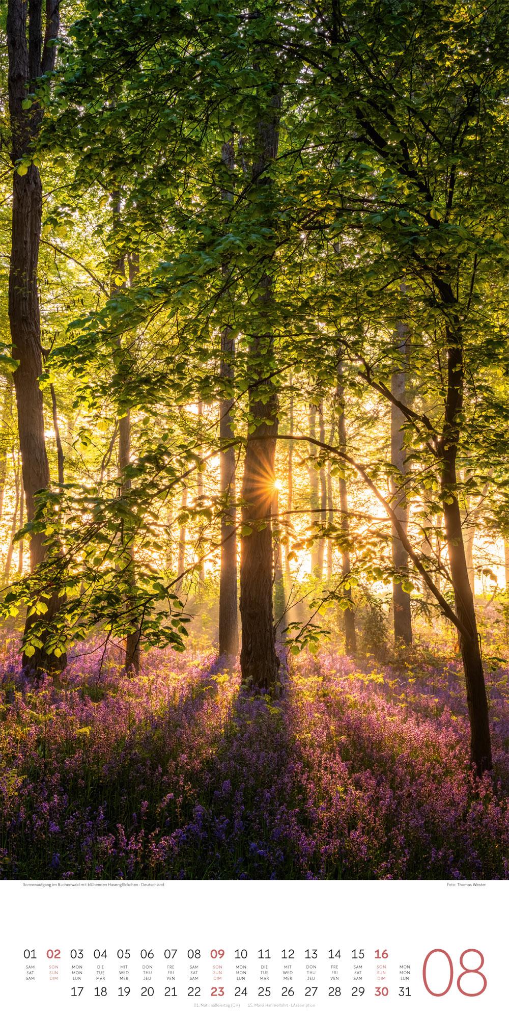 Beispielinhalt (Bild) Bäume Kalender 2026