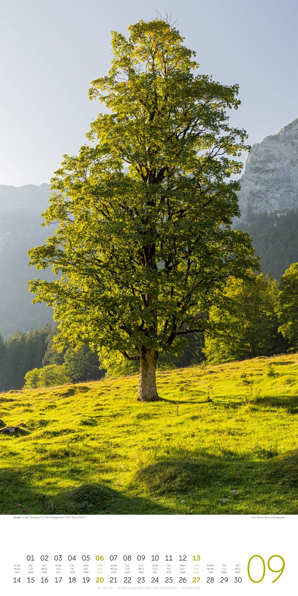 Beispielinhalt (Bild) Bäume Kalender 2026