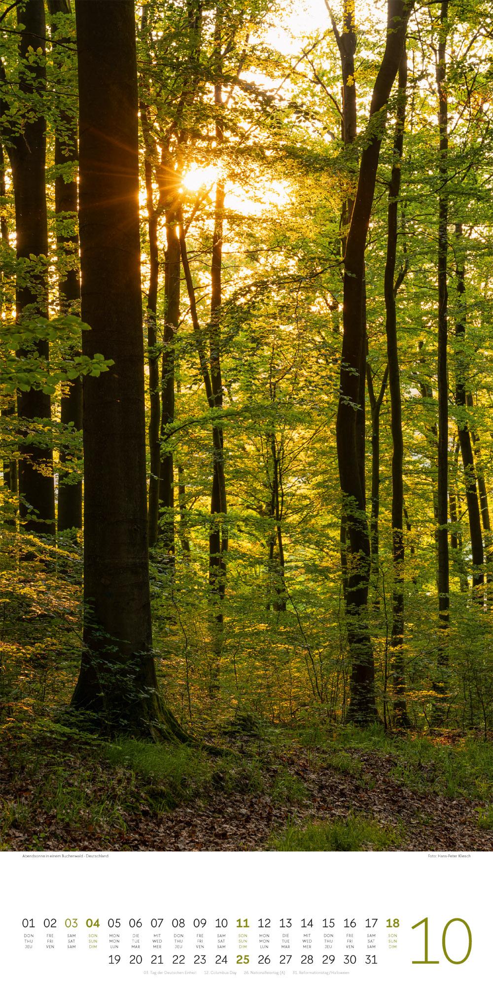 Beispielinhalt (Bild) Bäume Kalender 2026