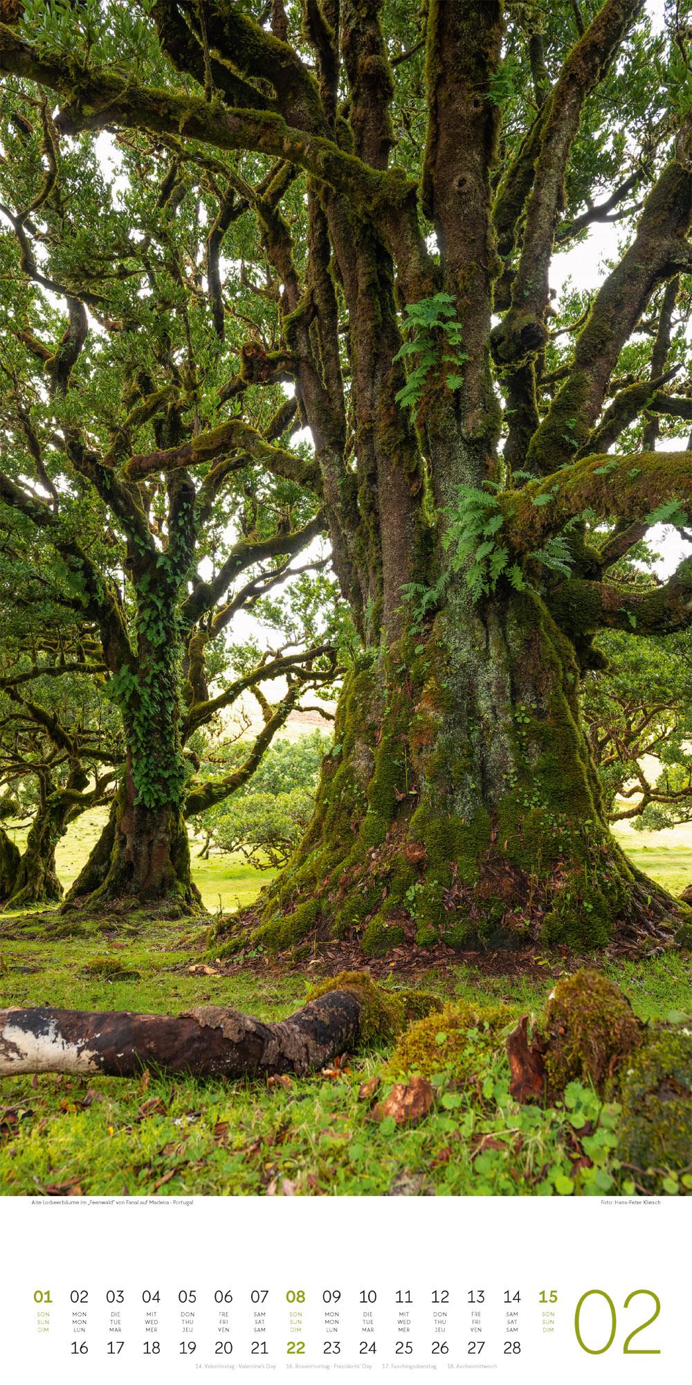 Beispielinhalt (Bild) Bäume Kalender 2026