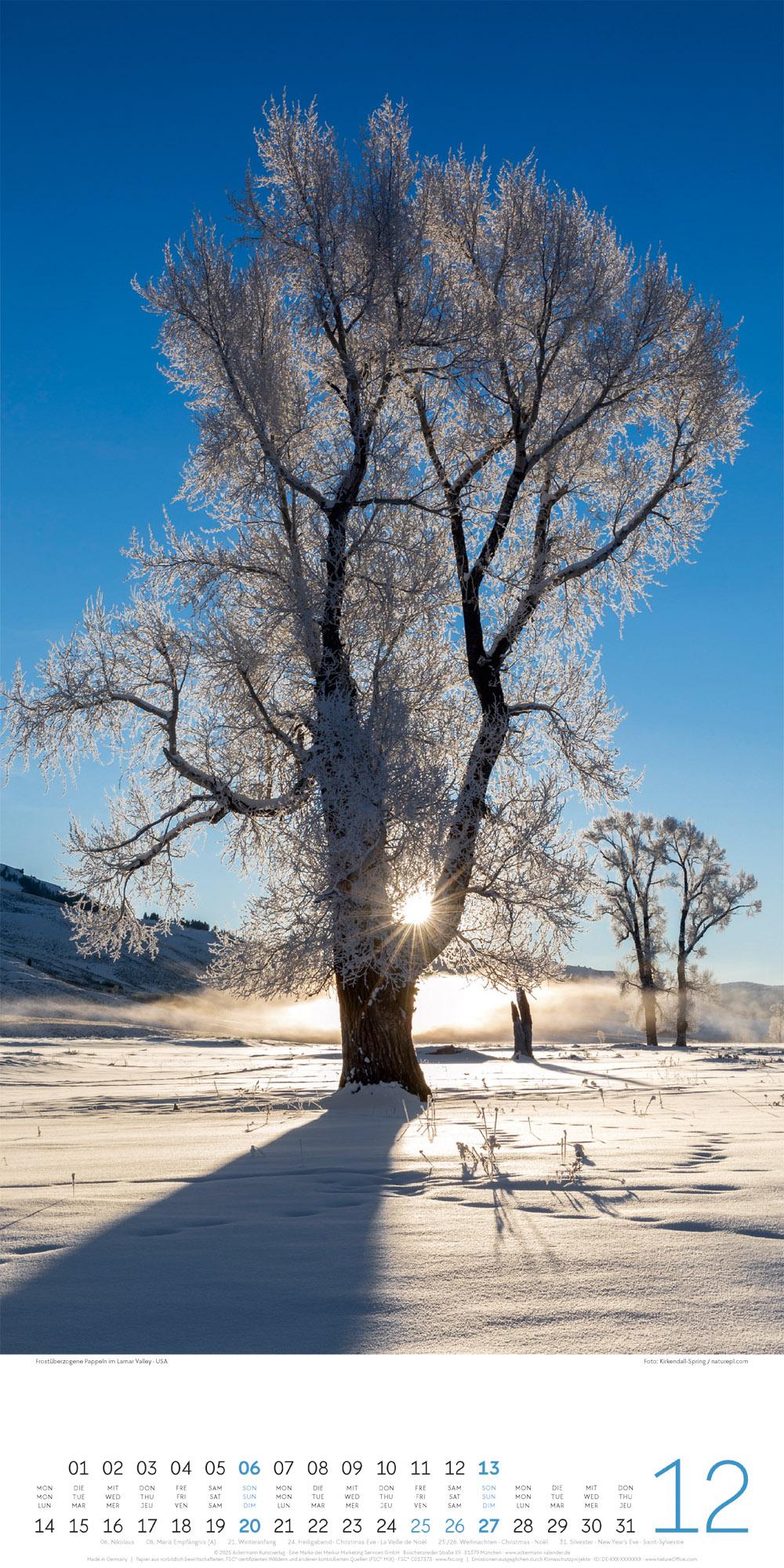 Beispielinhalt (Bild) Bäume Kalender 2026
