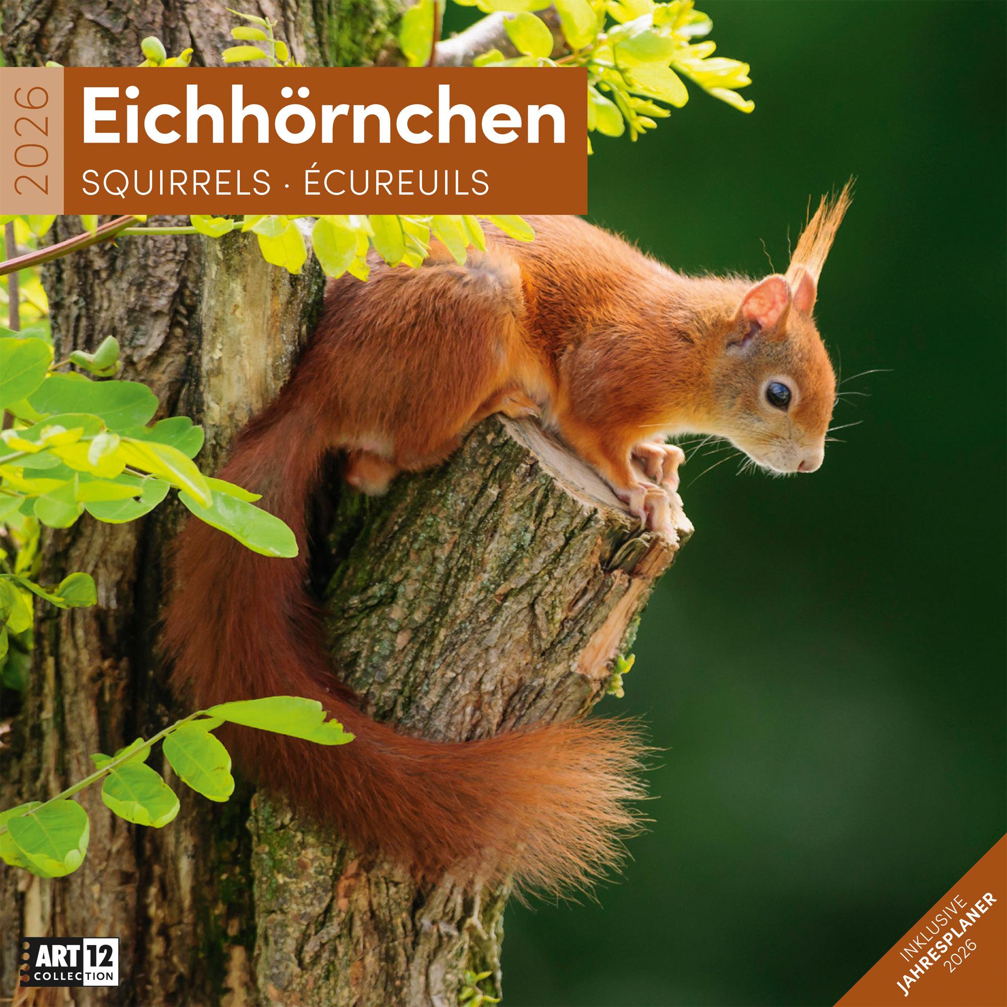 Vorderes Coverbild Eichhörnchen Broschürenkalender 2026 - 30x30 - Art12