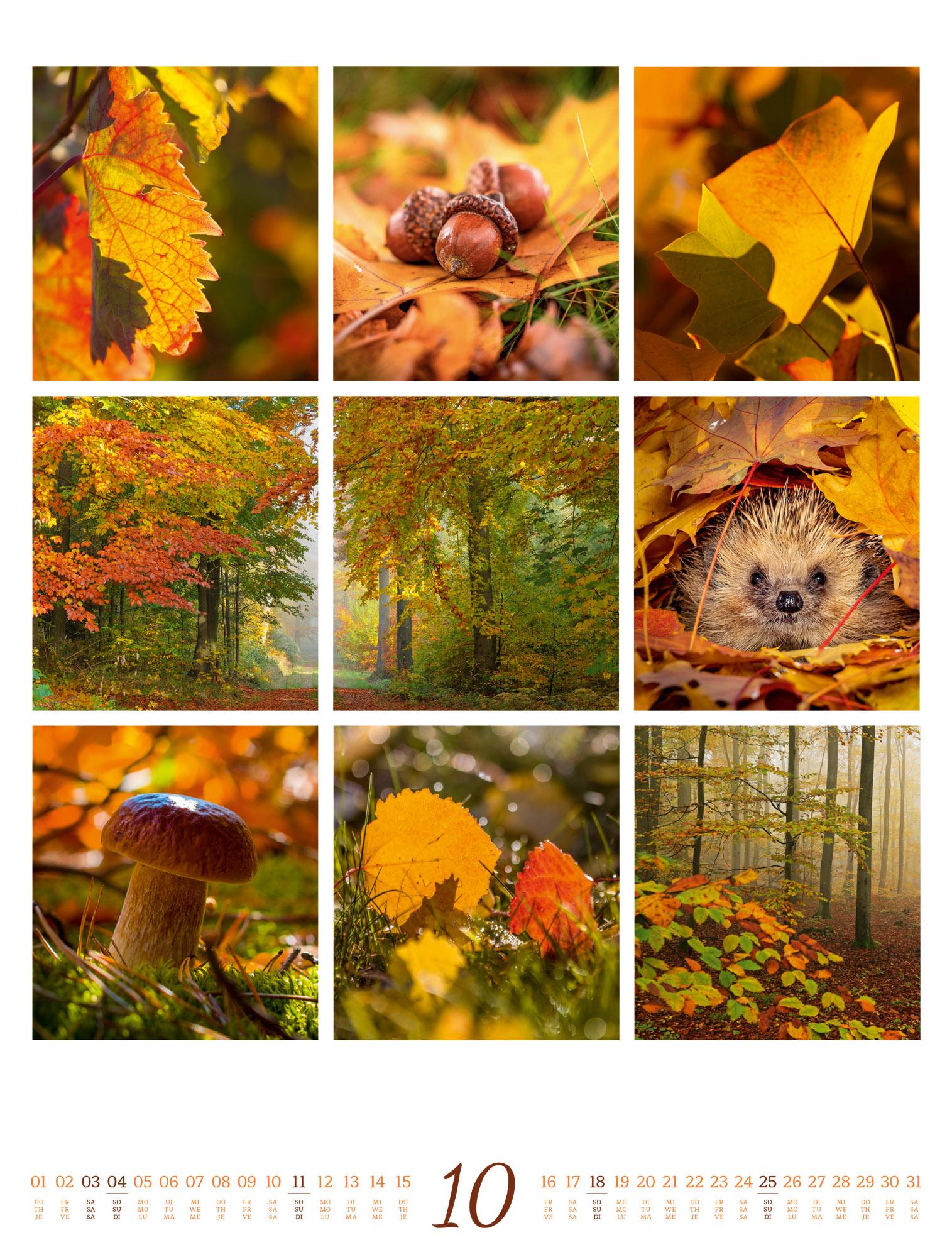 Beispielinhalt (Bild) Inspiration Natur Kalender 2026