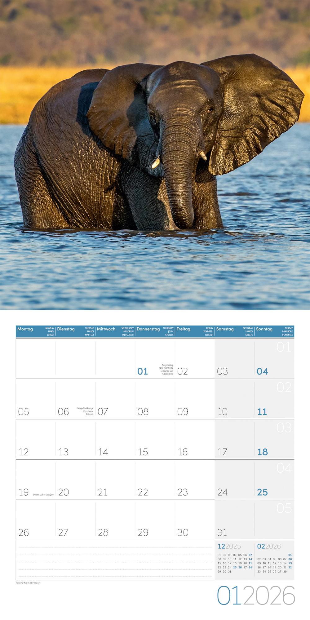 Beispielinhalt (Bild) Elefanten Broschürenkalender 2026 - 30x30 - Art12