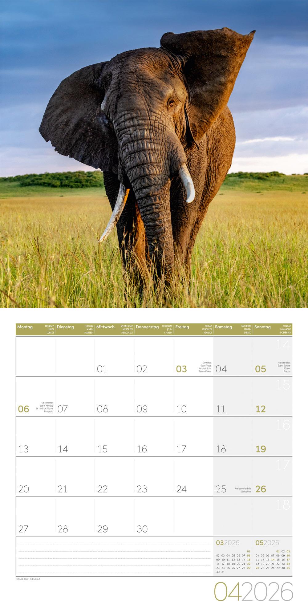 Beispielinhalt (Bild) Elefanten Broschürenkalender 2026 - 30x30 - Art12