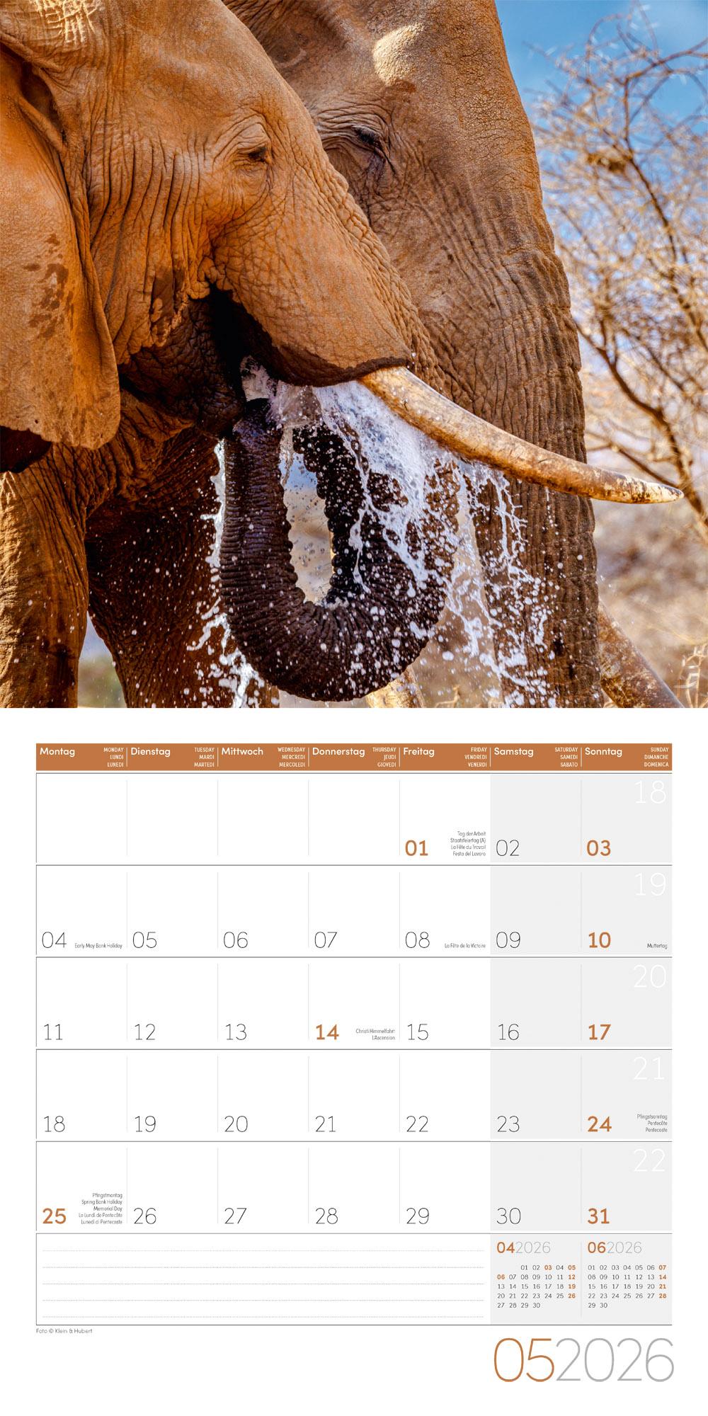 Beispielinhalt (Bild) Elefanten Broschürenkalender 2026 - 30x30 - Art12