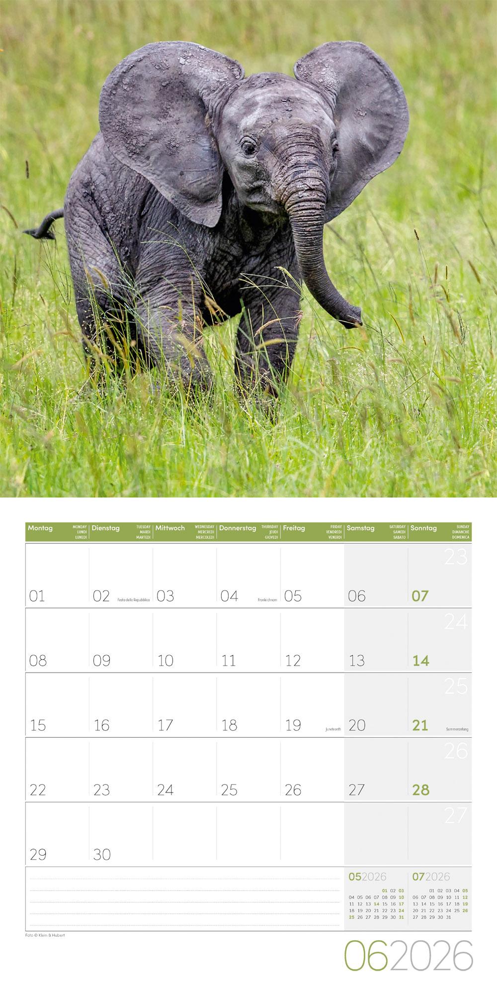 Beispielinhalt (Bild) Elefanten Broschürenkalender 2026 - 30x30 - Art12