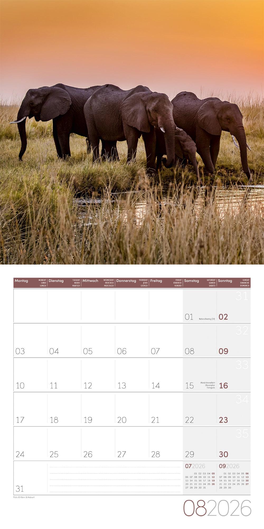 Beispielinhalt (Bild) Elefanten Broschürenkalender 2026 - 30x30 - Art12