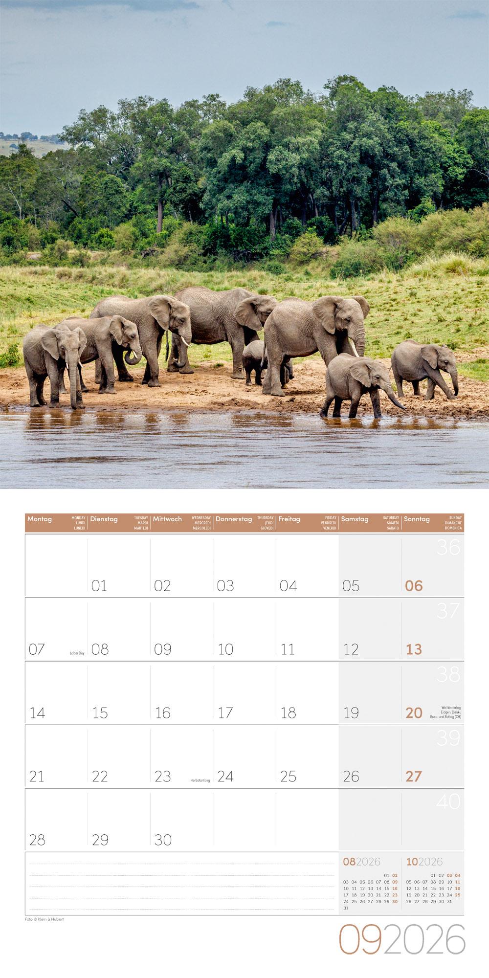 Beispielinhalt (Bild) Elefanten Broschürenkalender 2026 - 30x30 - Art12