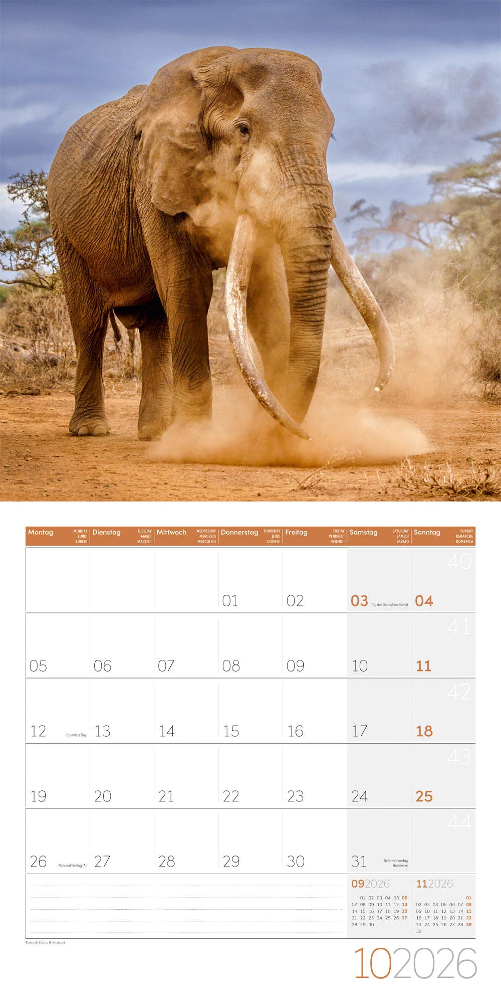Beispielinhalt (Bild) Elefanten Broschürenkalender 2026 - 30x30 - Art12