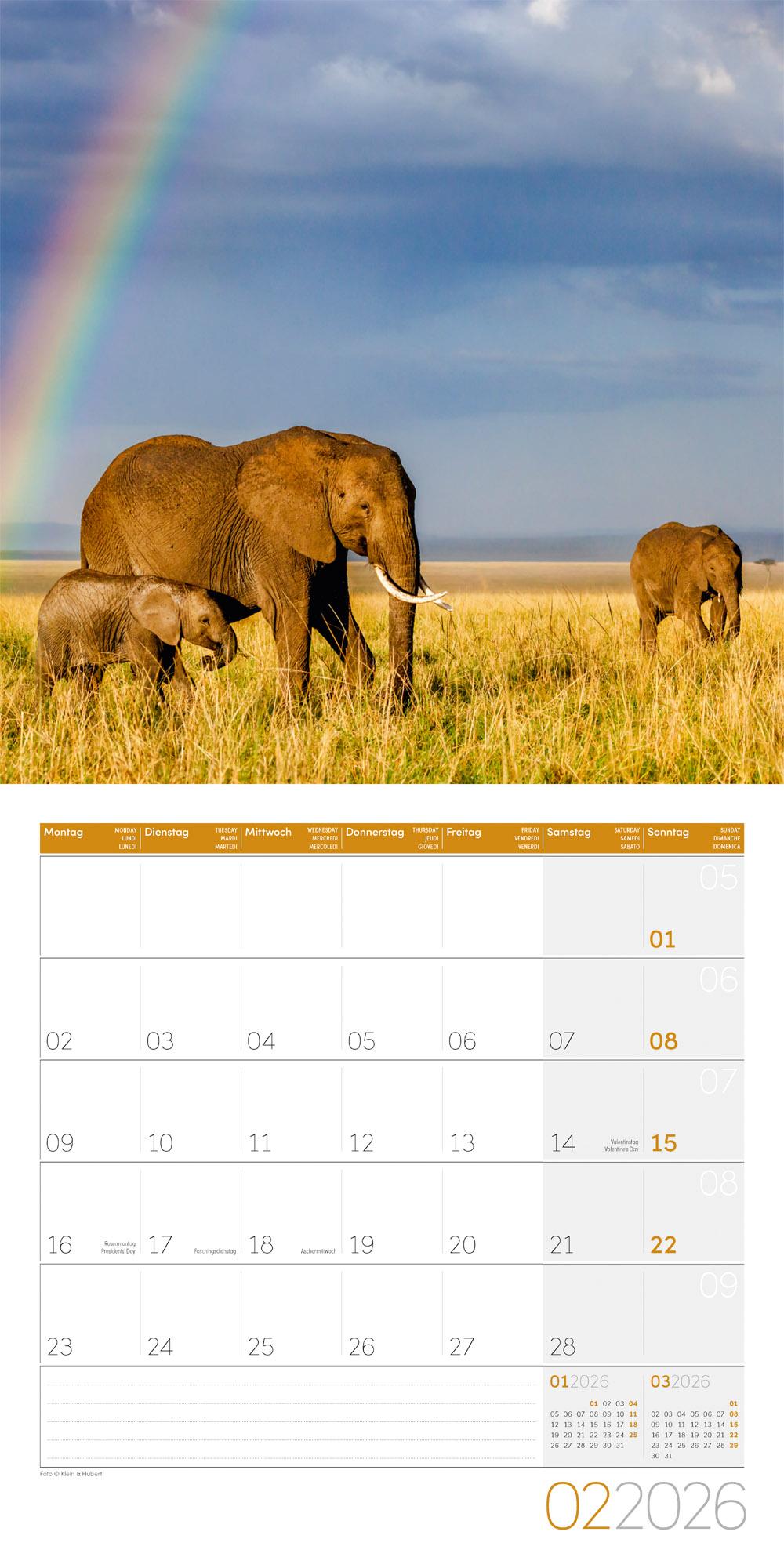 Beispielinhalt (Bild) Elefanten Broschürenkalender 2026 - 30x30 - Art12