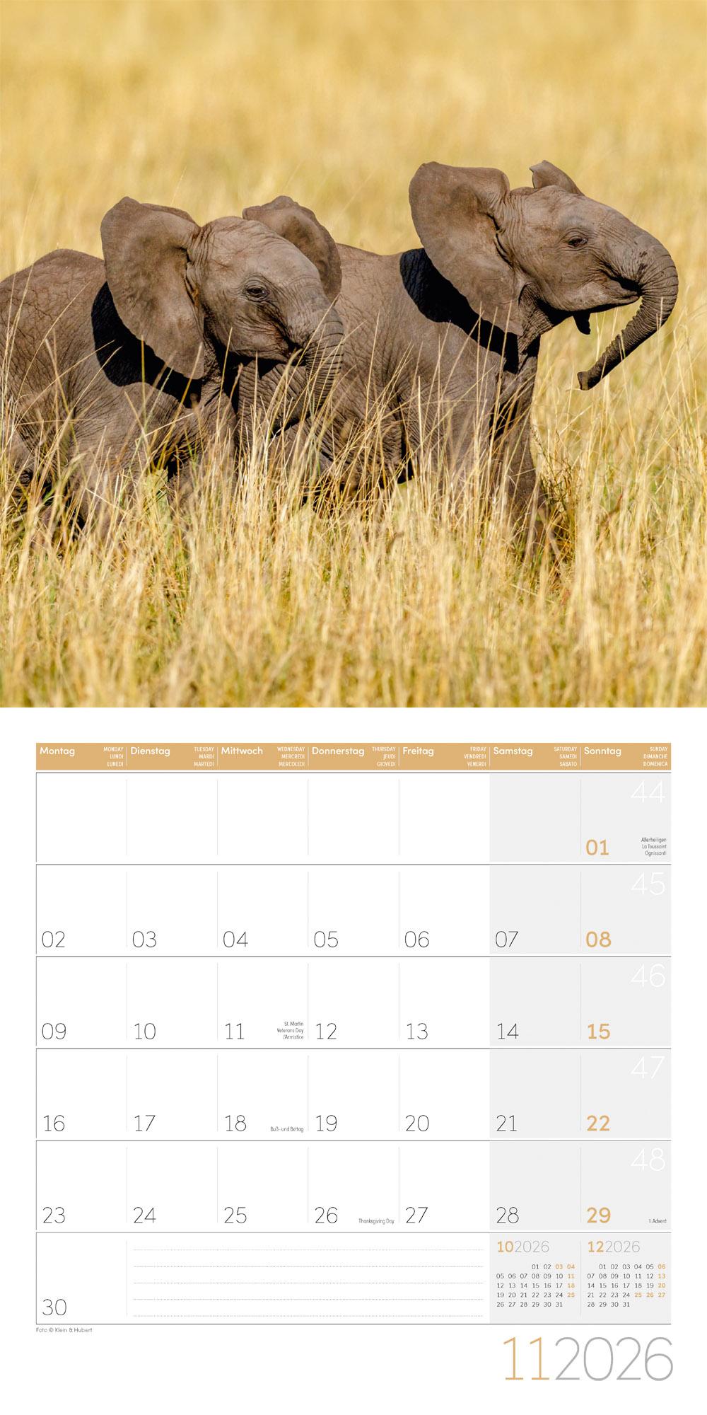 Beispielinhalt (Bild) Elefanten Broschürenkalender 2026 - 30x30 - Art12