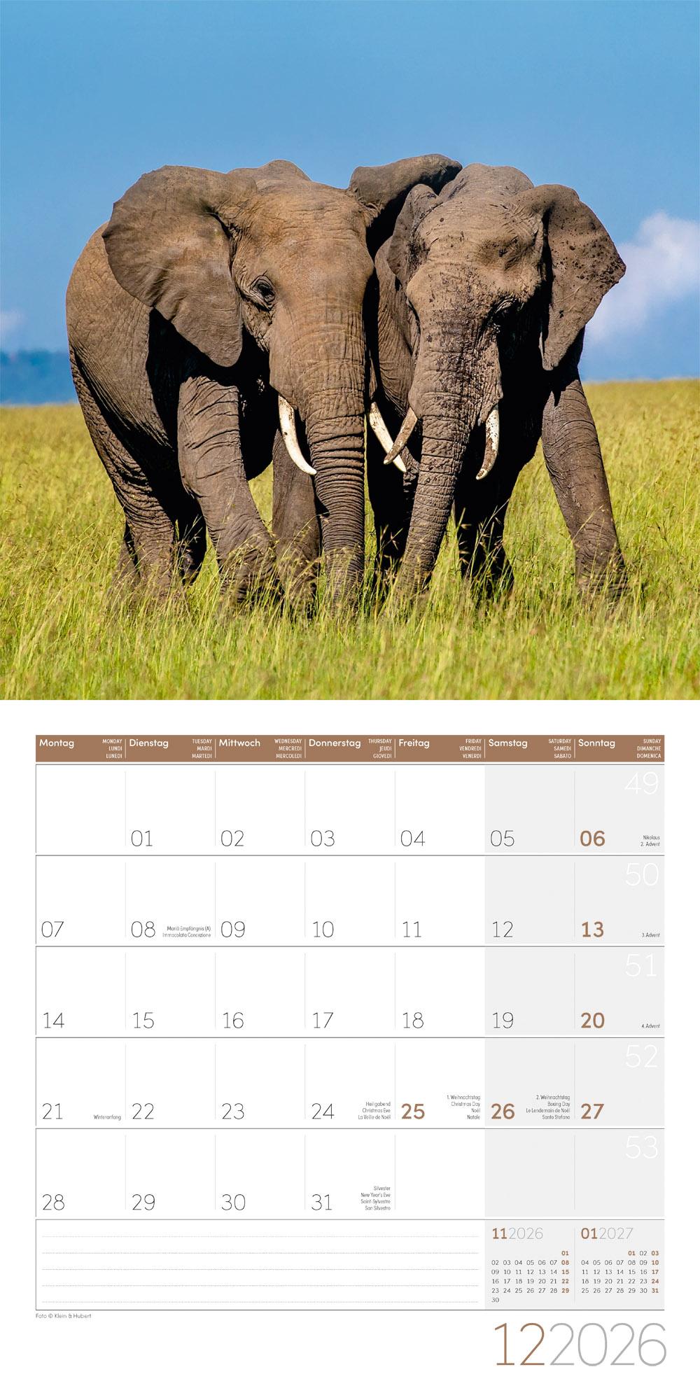 Beispielinhalt (Bild) Elefanten Broschürenkalender 2026 - 30x30 - Art12