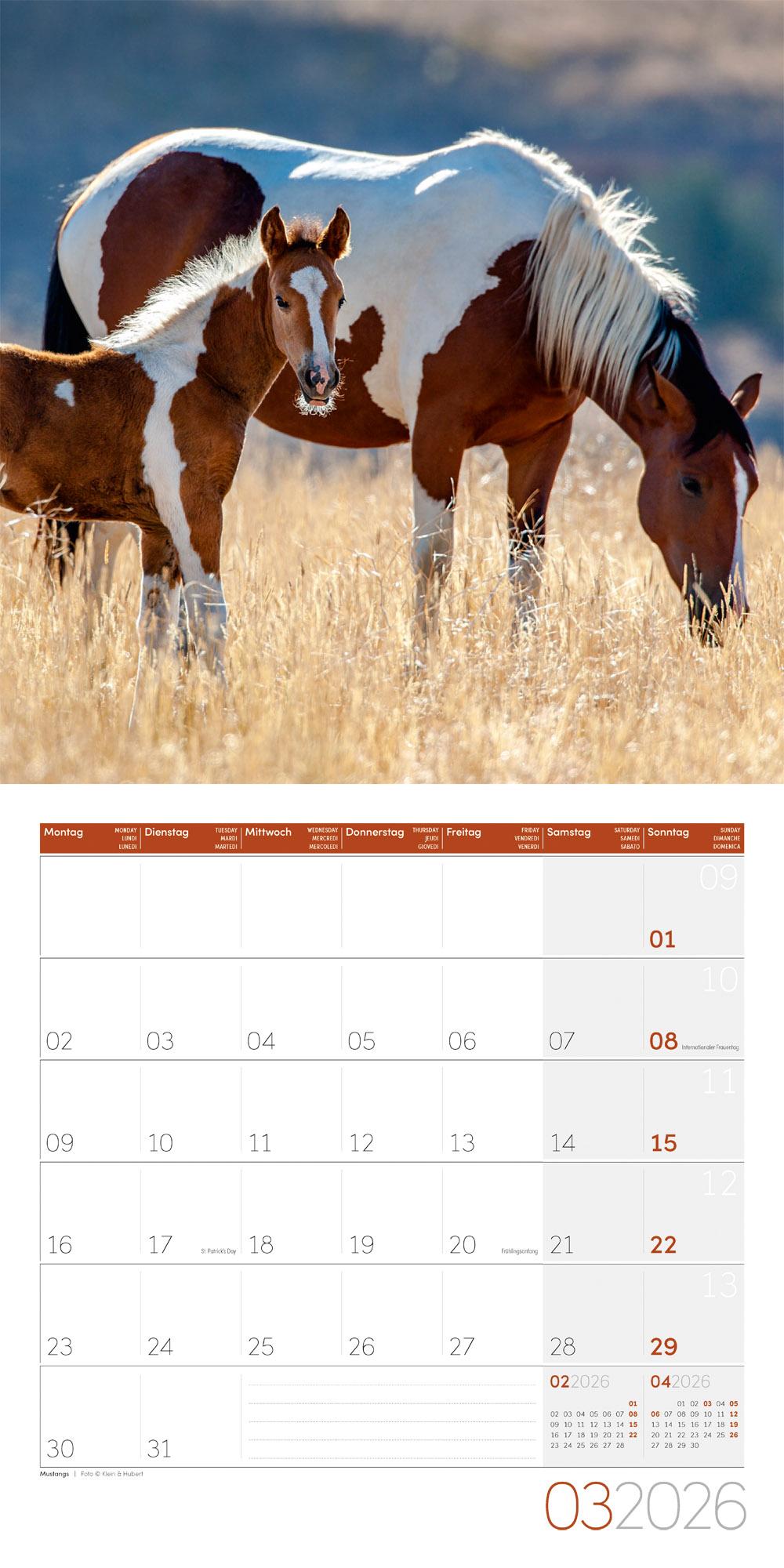 Beispielinhalt (Bild) Pferde Broschürenkalender 2026 - 30x30 - Art12