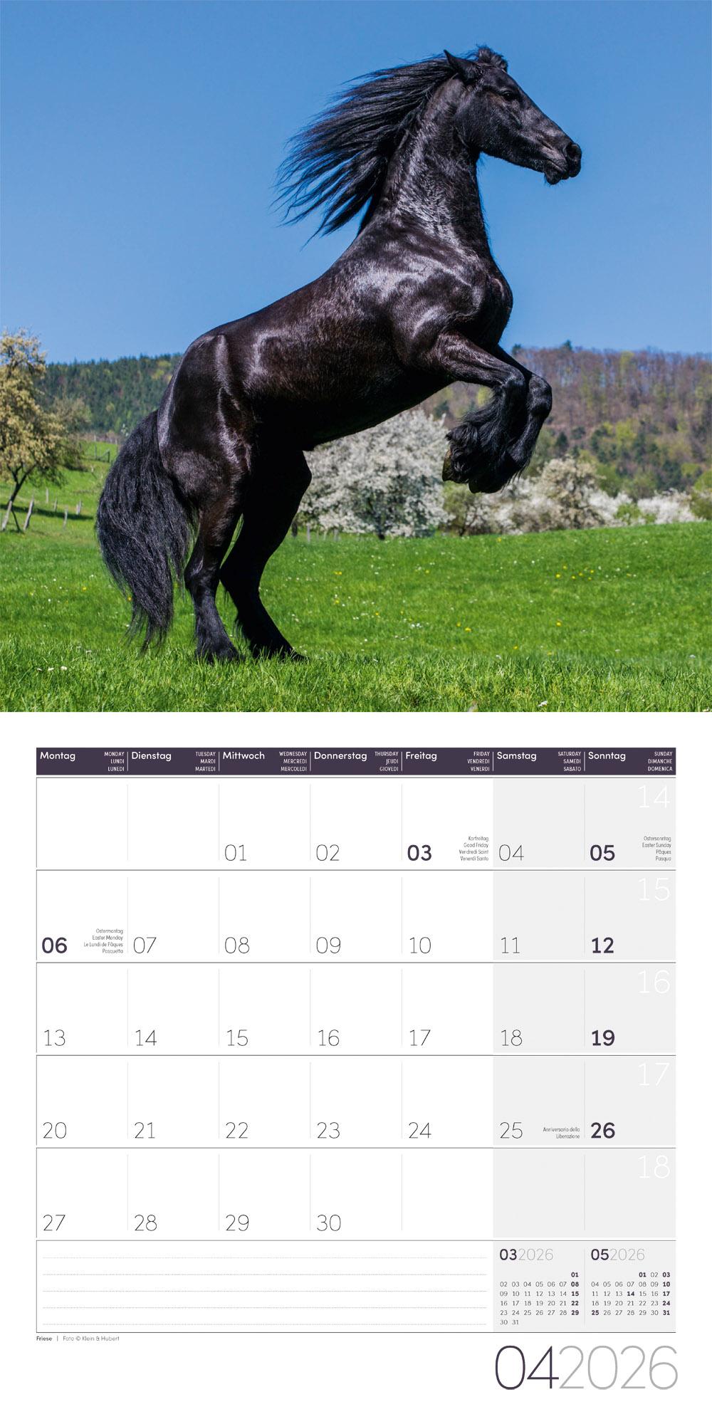 Beispielinhalt (Bild) Pferde Broschürenkalender 2026 - 30x30 - Art12