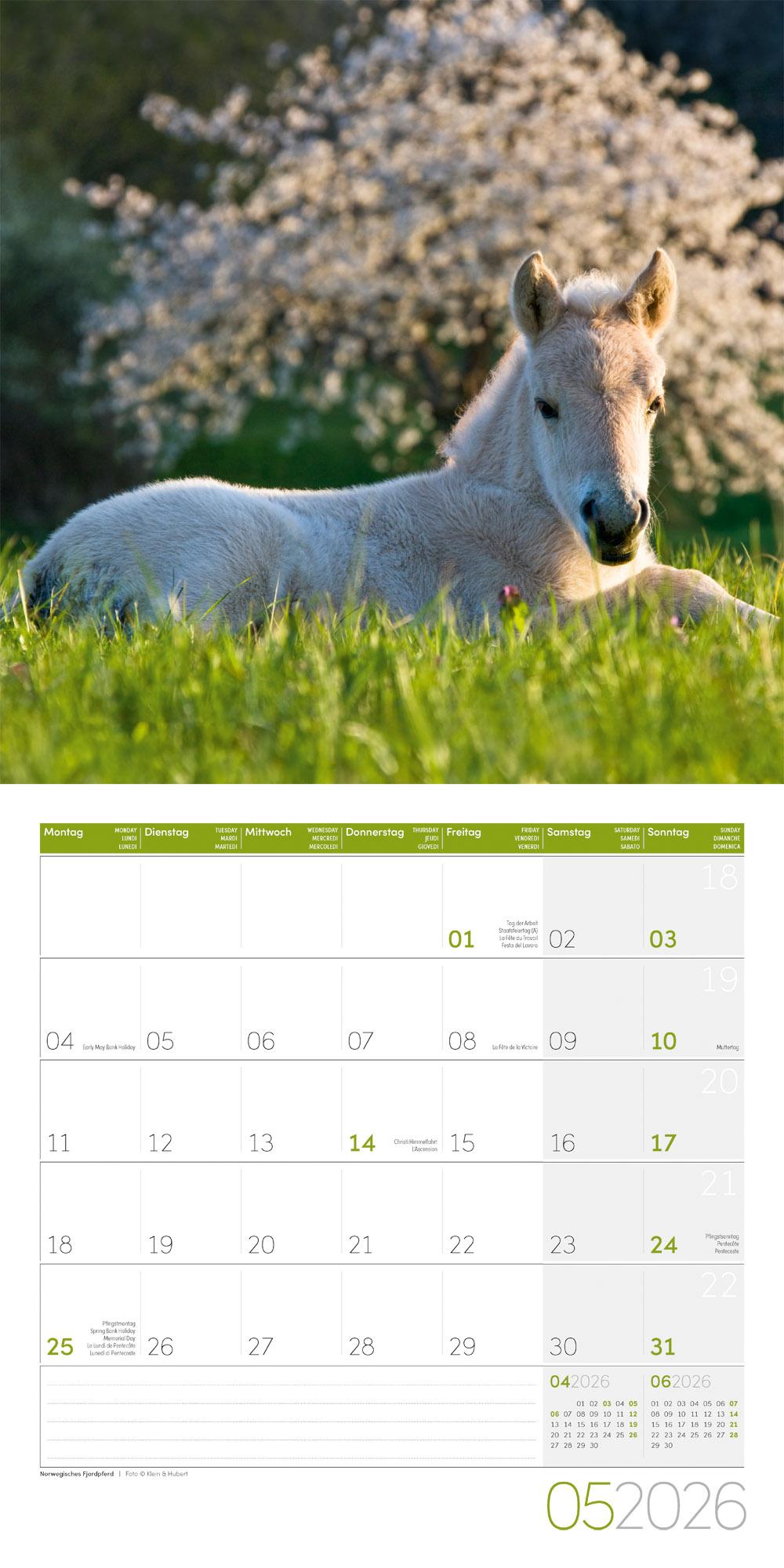 Beispielinhalt (Bild) Pferde Broschürenkalender 2026 - 30x30 - Art12