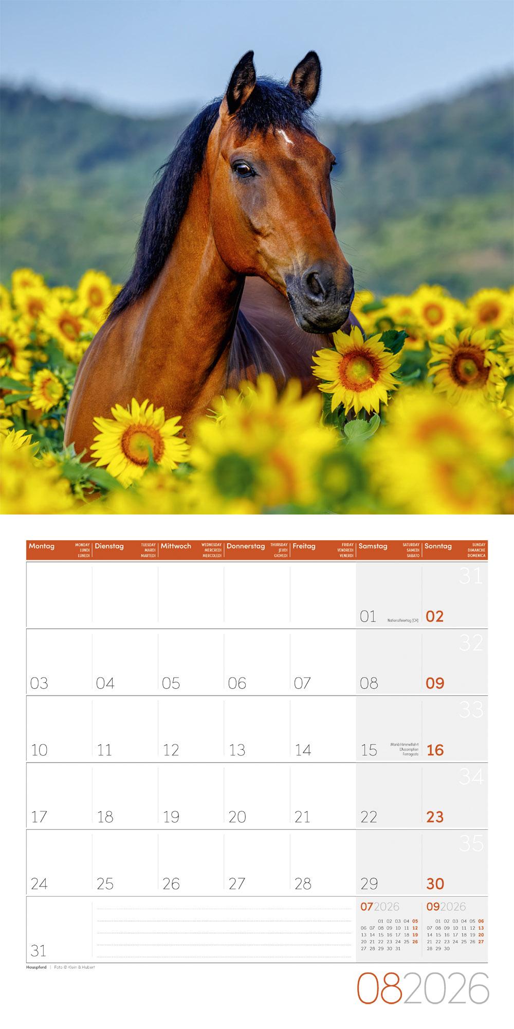 Beispielinhalt (Bild) Pferde Broschürenkalender 2026 - 30x30 - Art12