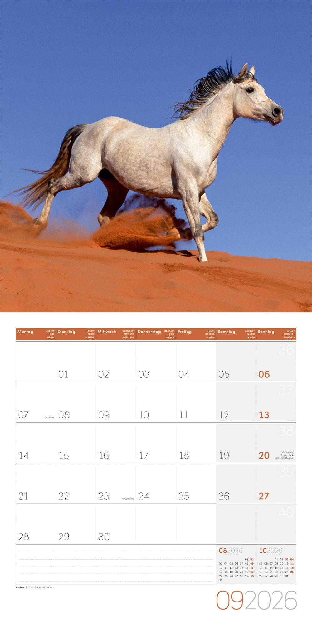 Beispielinhalt (Bild) Pferde Broschürenkalender 2026 - 30x30 - Art12