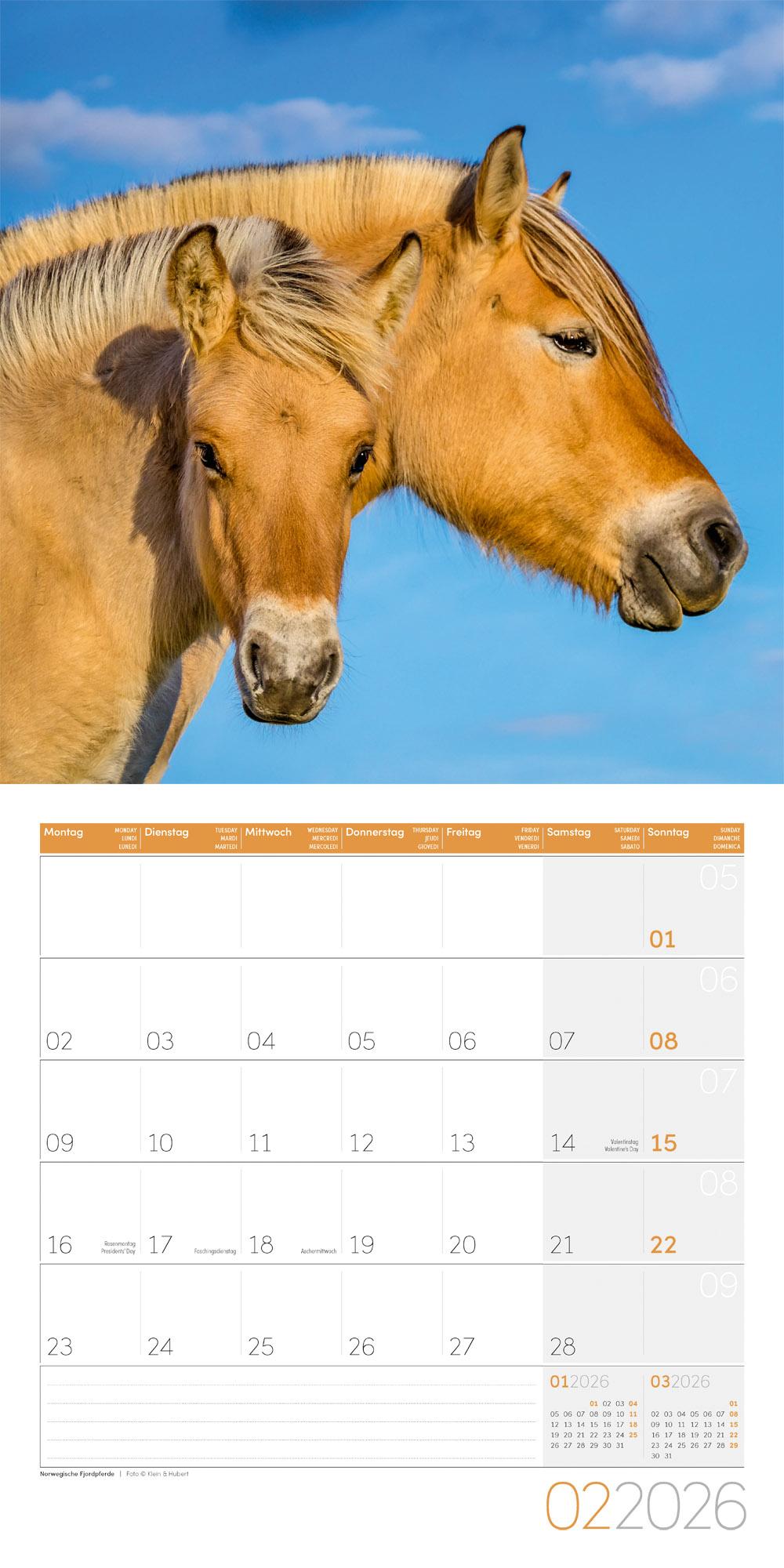 Beispielinhalt (Bild) Pferde Broschürenkalender 2026 - 30x30 - Art12