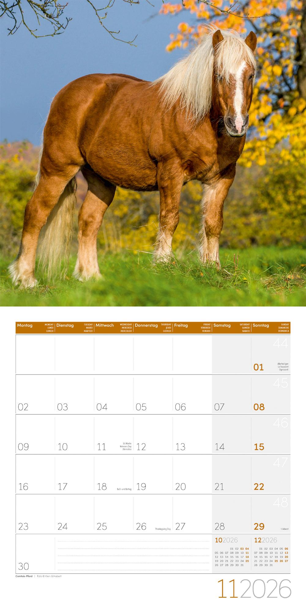 Beispielinhalt (Bild) Pferde Broschürenkalender 2026 - 30x30 - Art12