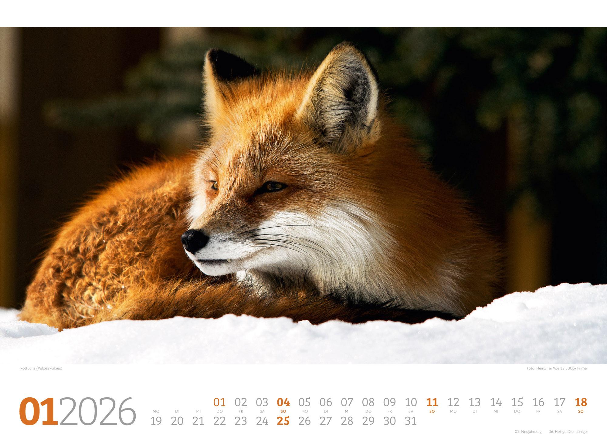 Beispielinhalt (Bild) Tierwelt Wald Kalender 2026