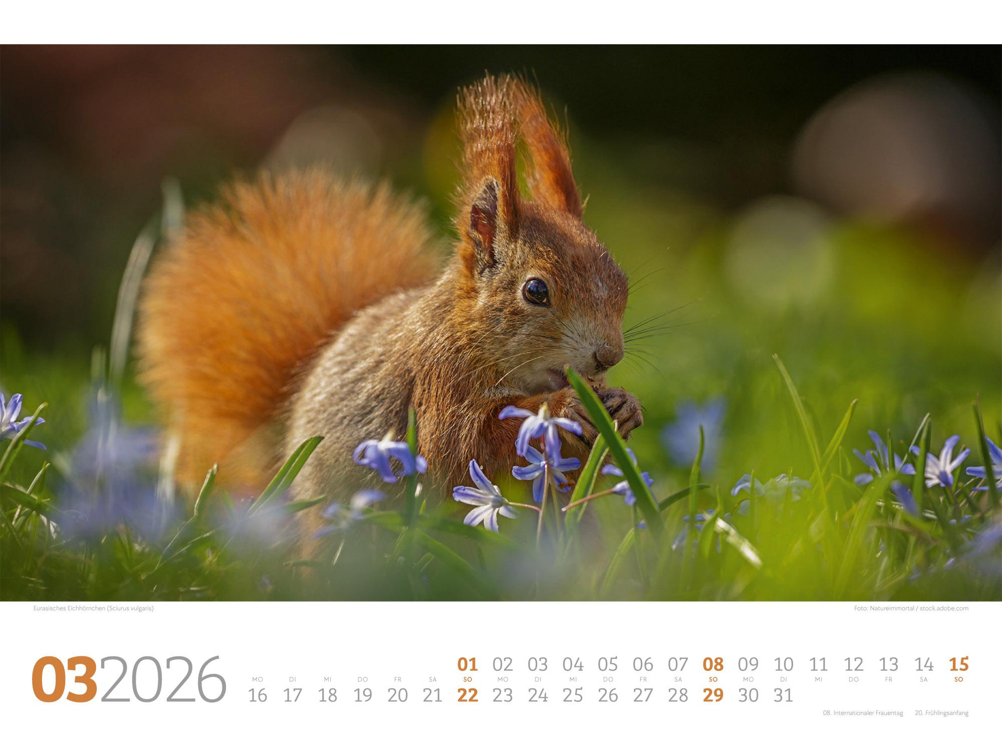 Beispielinhalt (Bild) Tierwelt Wald Kalender 2026