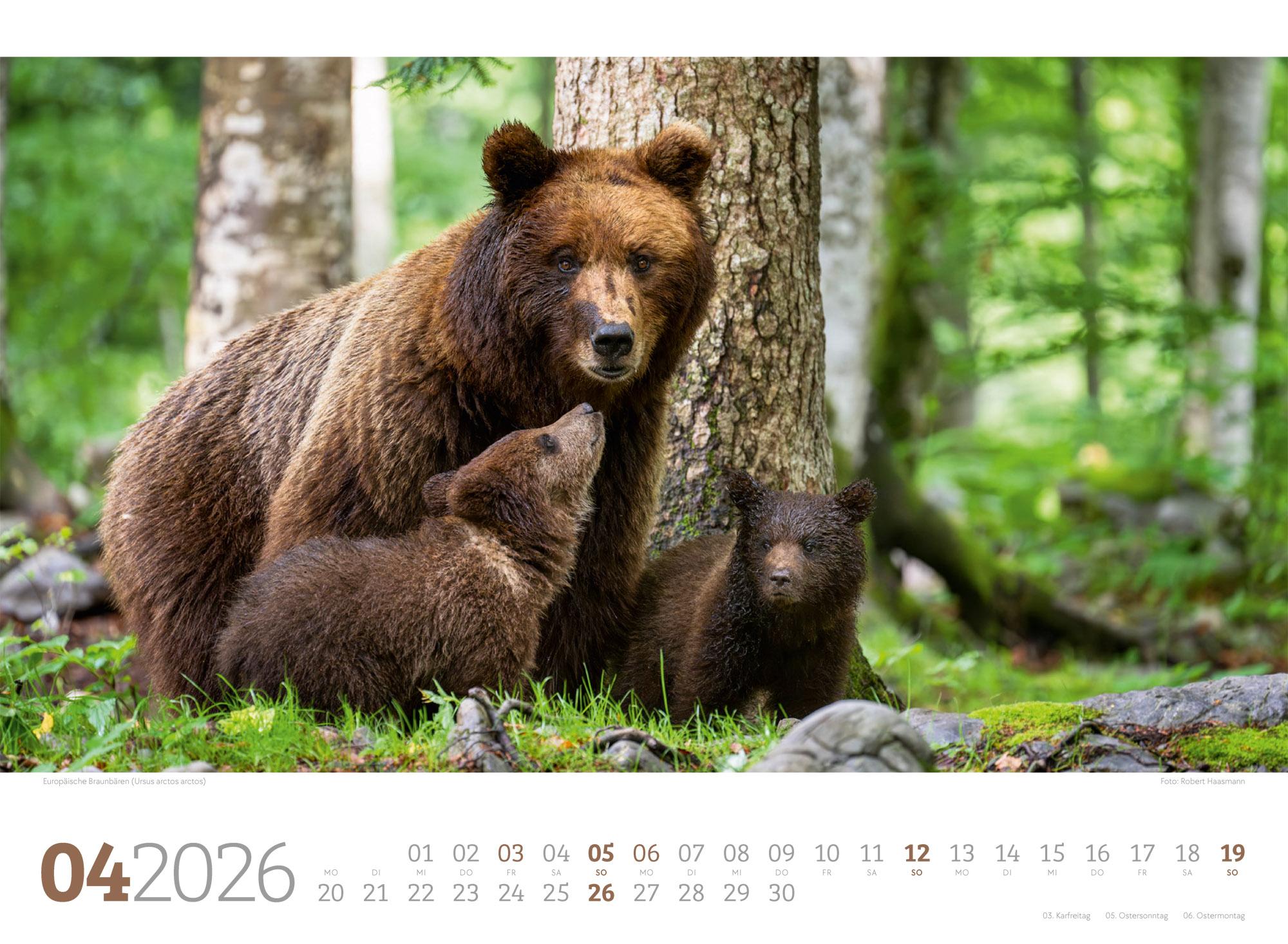 Beispielinhalt (Bild) Tierwelt Wald Kalender 2026