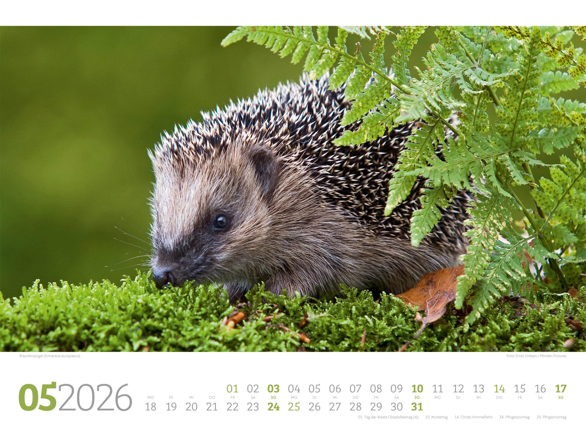 Beispielinhalt (Bild) Tierwelt Wald Kalender 2026