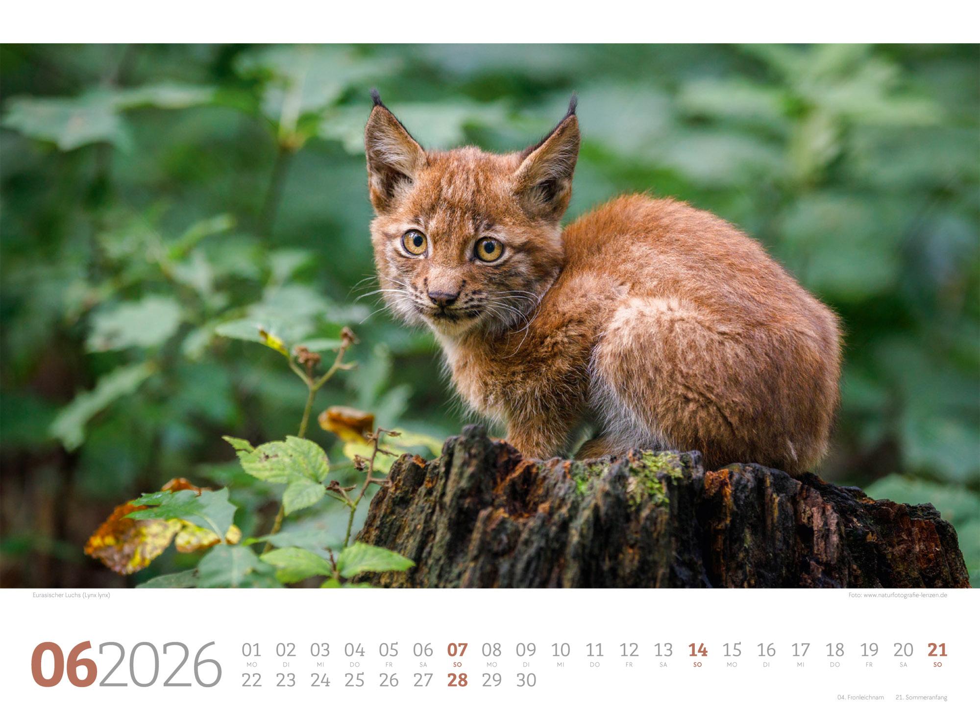 Beispielinhalt (Bild) Tierwelt Wald Kalender 2026