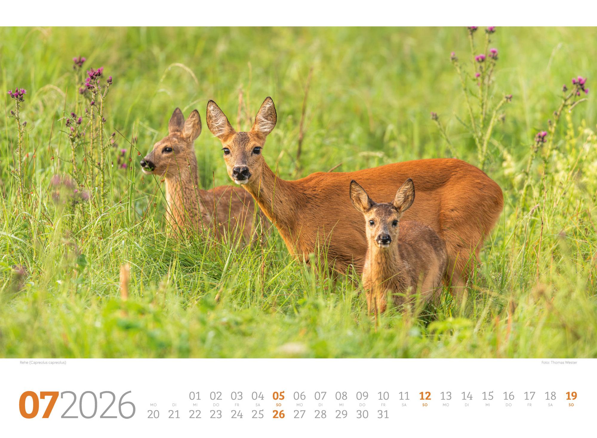 Beispielinhalt (Bild) Tierwelt Wald Kalender 2026