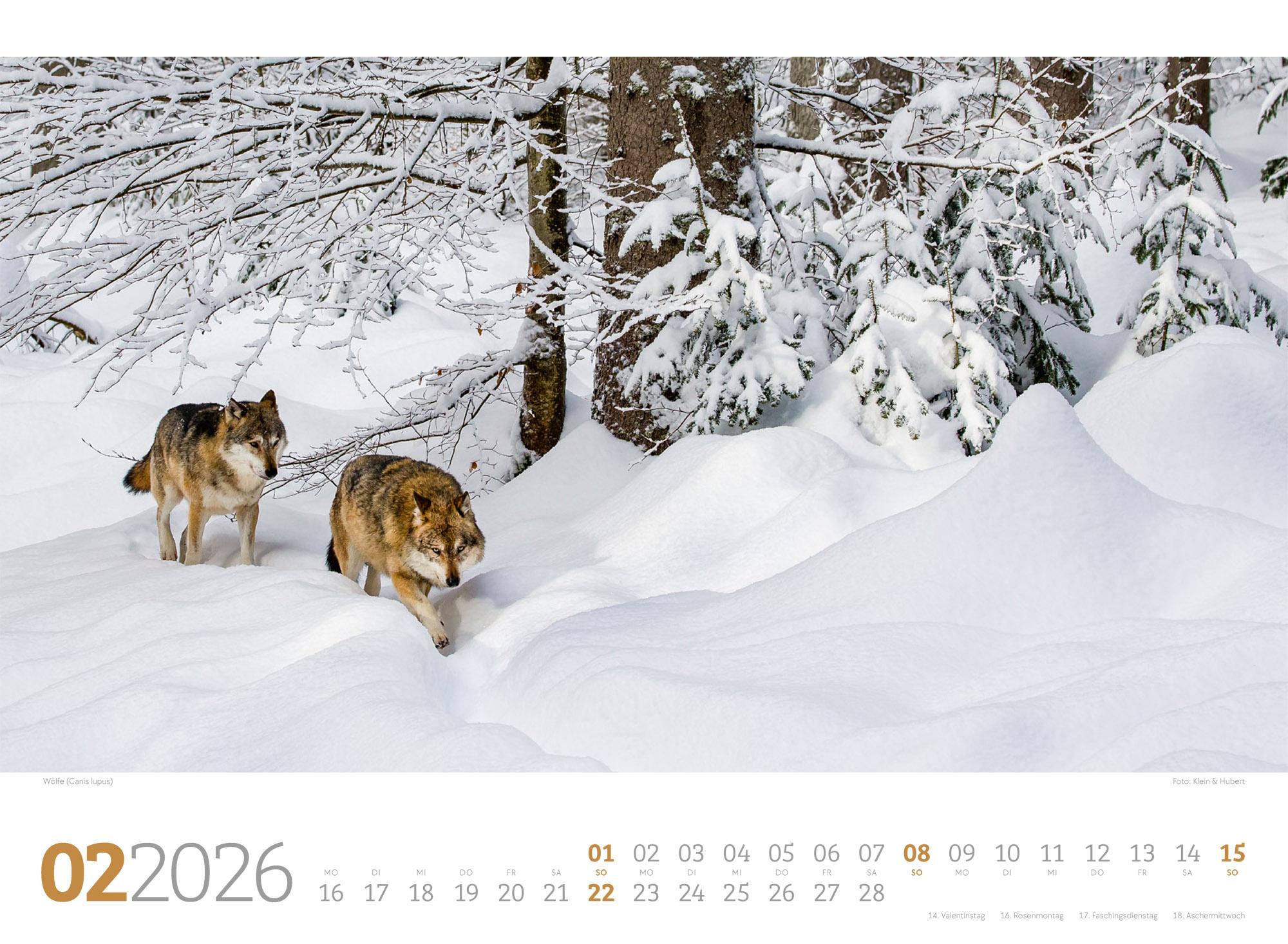 Beispielinhalt (Bild) Tierwelt Wald Kalender 2026