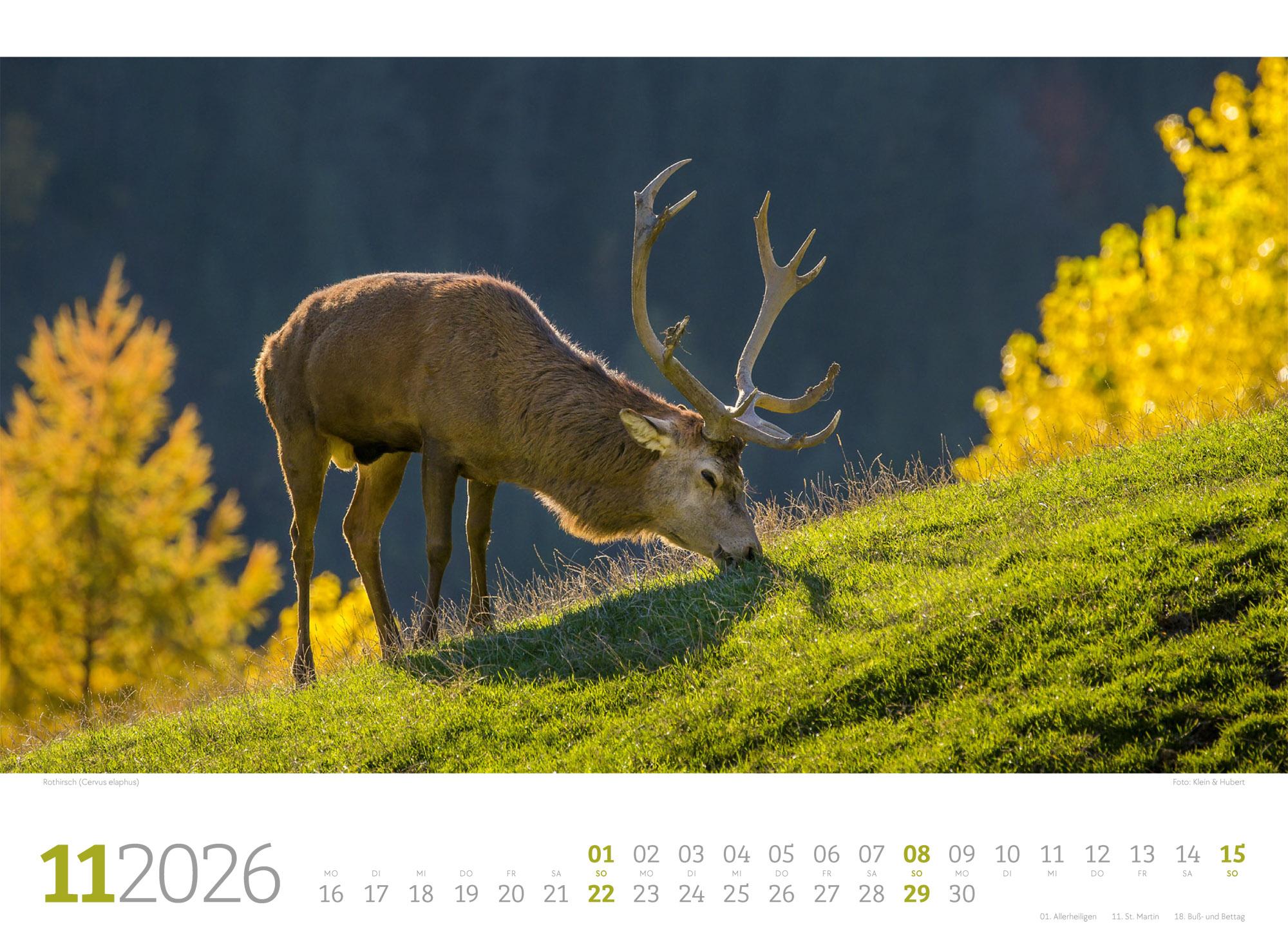 Beispielinhalt (Bild) Tierwelt Wald Kalender 2026