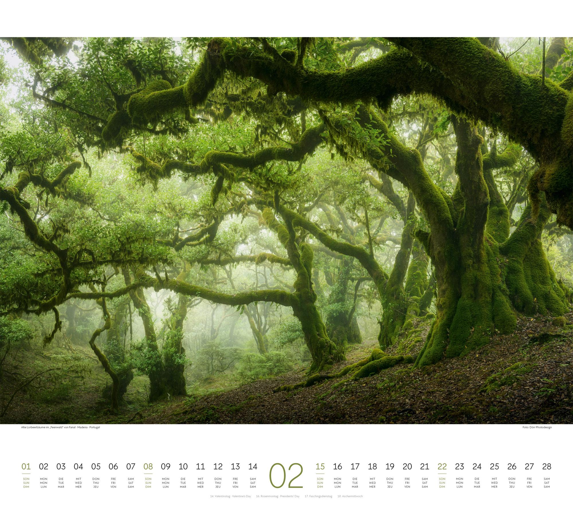 Beispielinhalt (Bild) Wald Kalender 2026