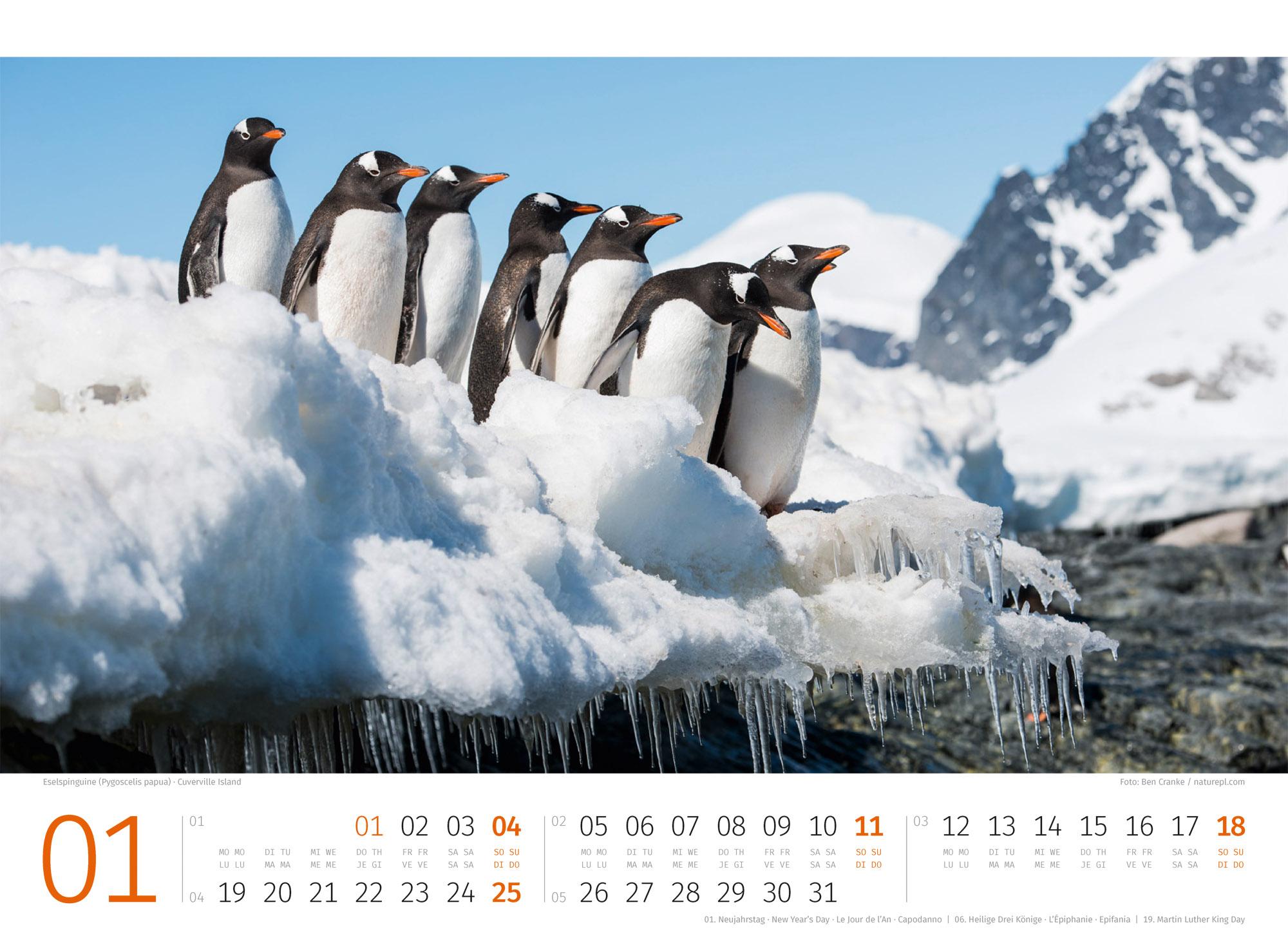 Beispielinhalt (Bild) Pinguine Kalender 2026