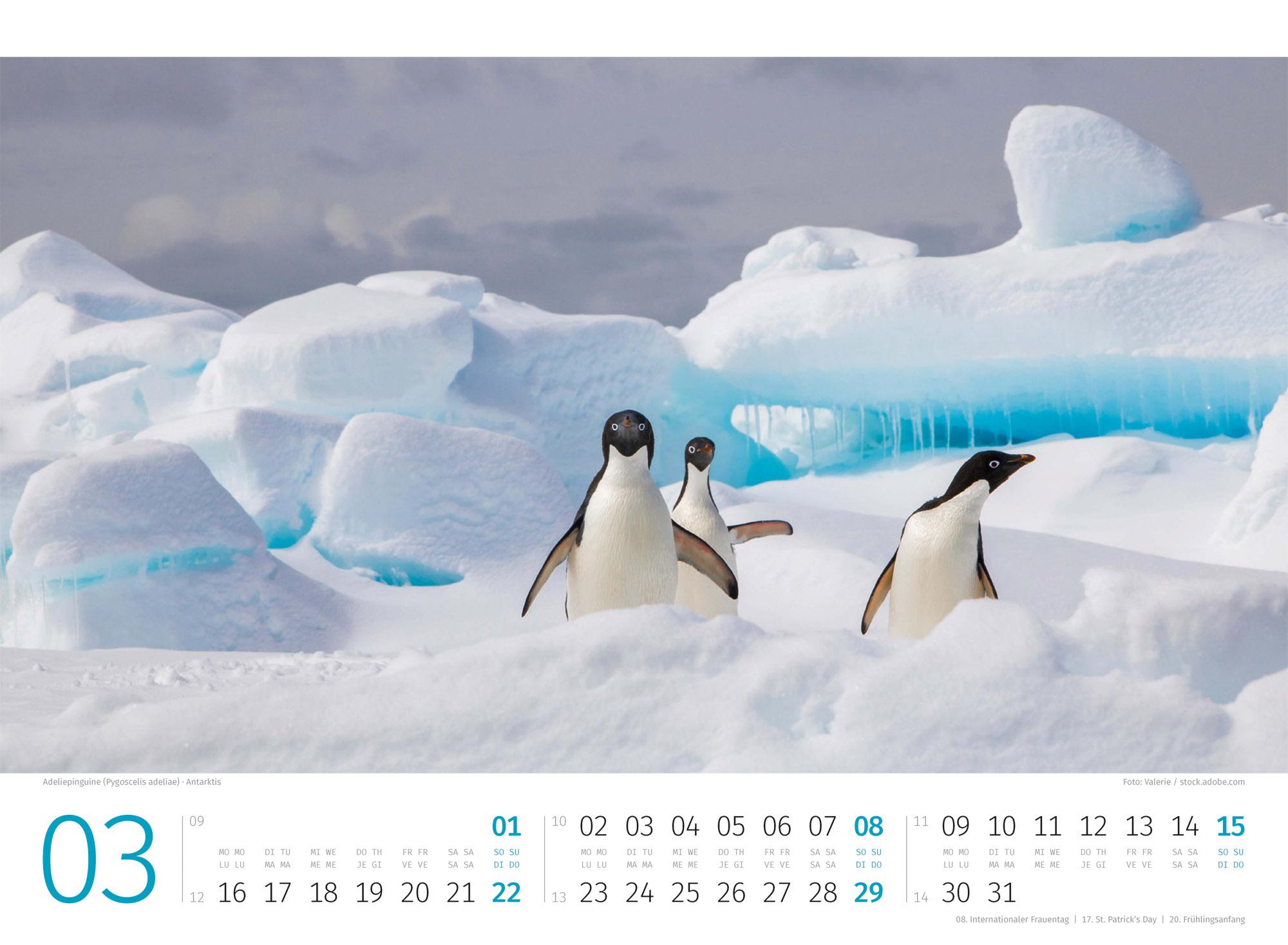 Beispielinhalt (Bild) Pinguine Kalender 2026