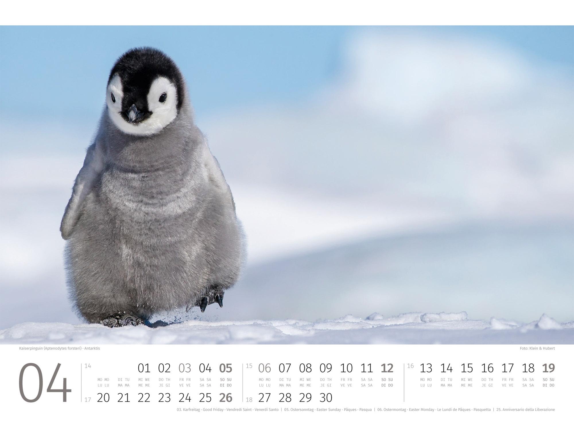 Beispielinhalt (Bild) Pinguine Kalender 2026
