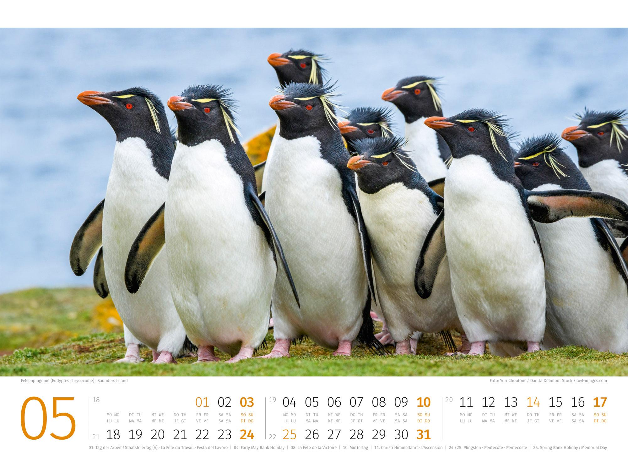 Beispielinhalt (Bild) Pinguine Kalender 2026