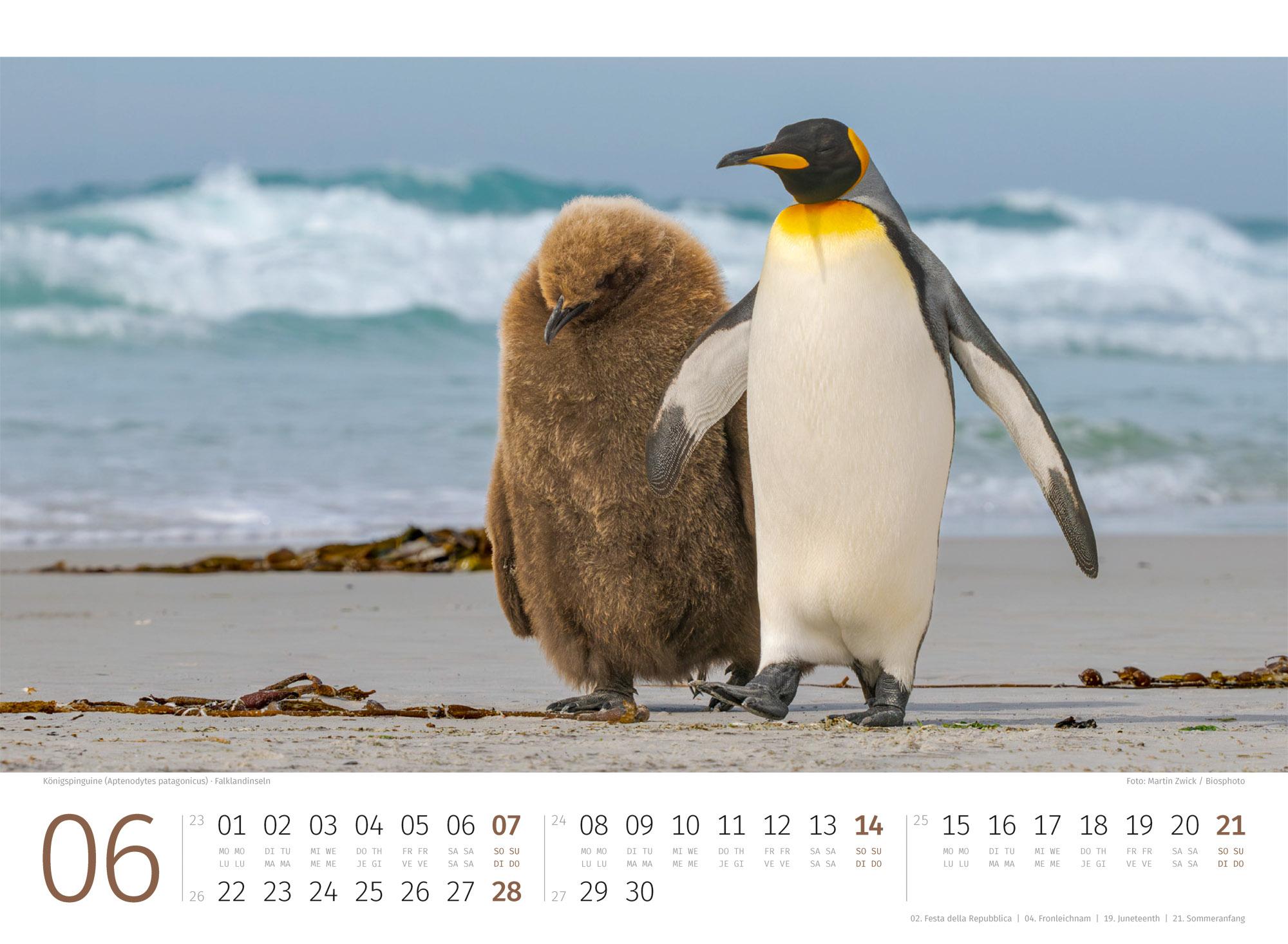 Beispielinhalt (Bild) Pinguine Kalender 2026