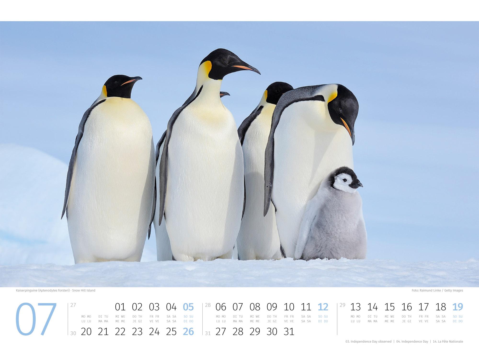 Beispielinhalt (Bild) Pinguine Kalender 2026